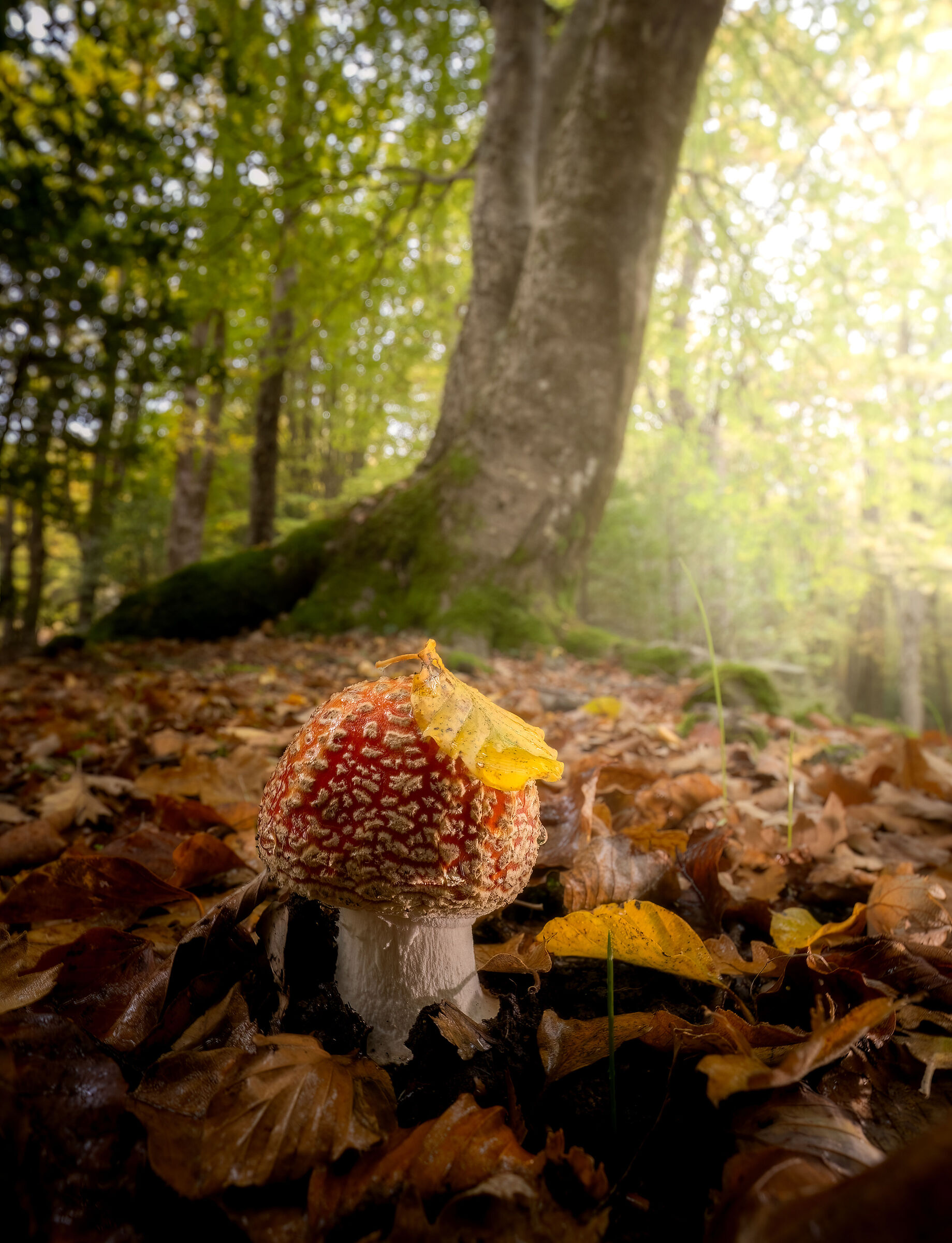 autunno