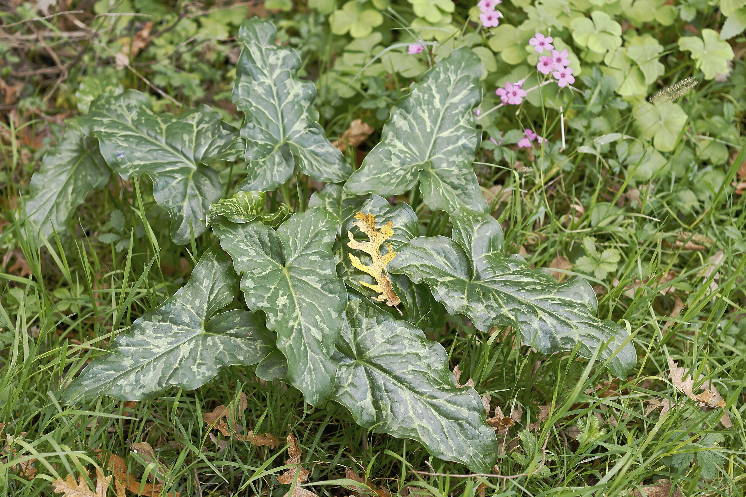 Tridimensionalità verde