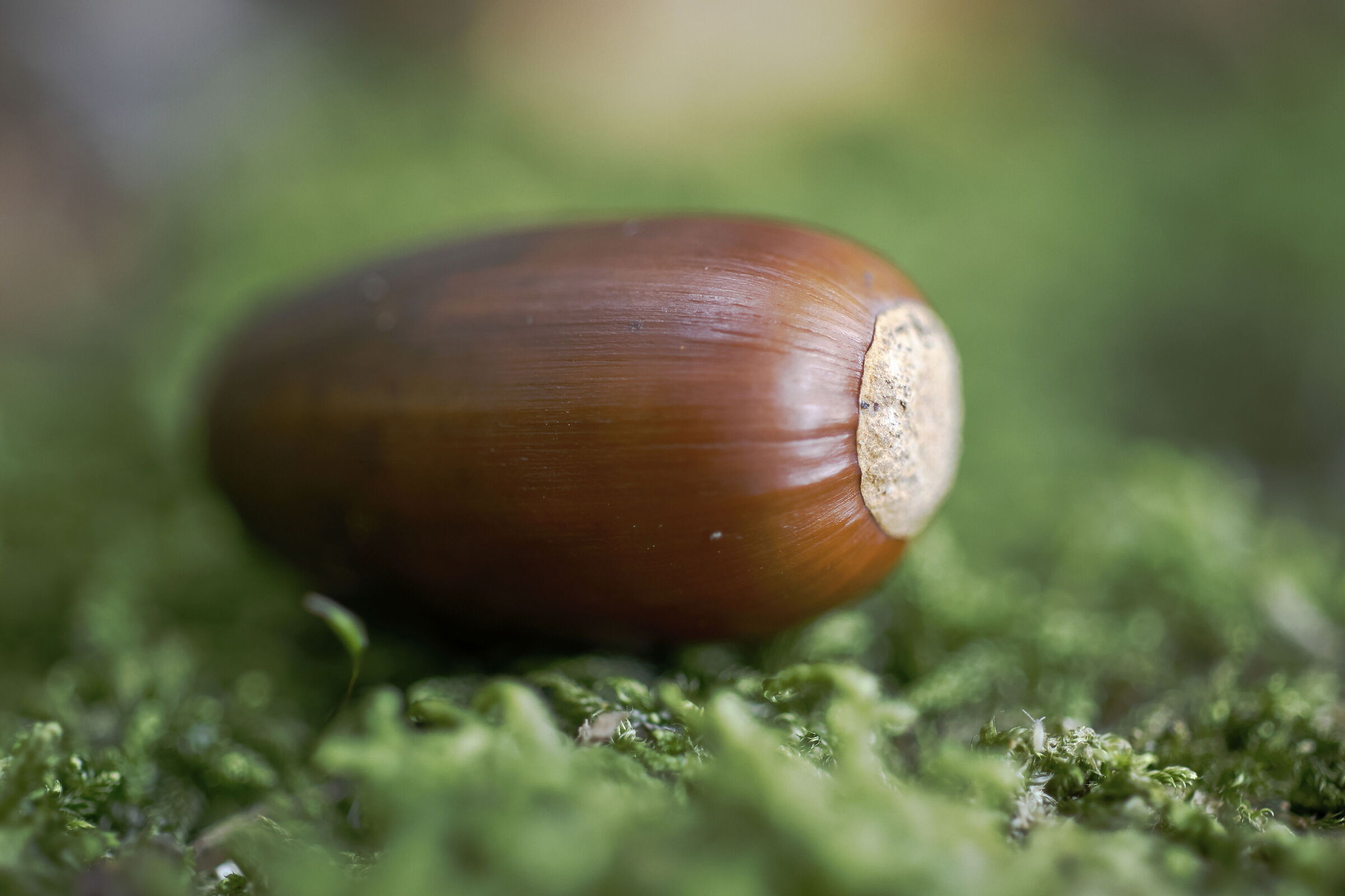 Beautiful acorn today, beautiful oak tomorrow