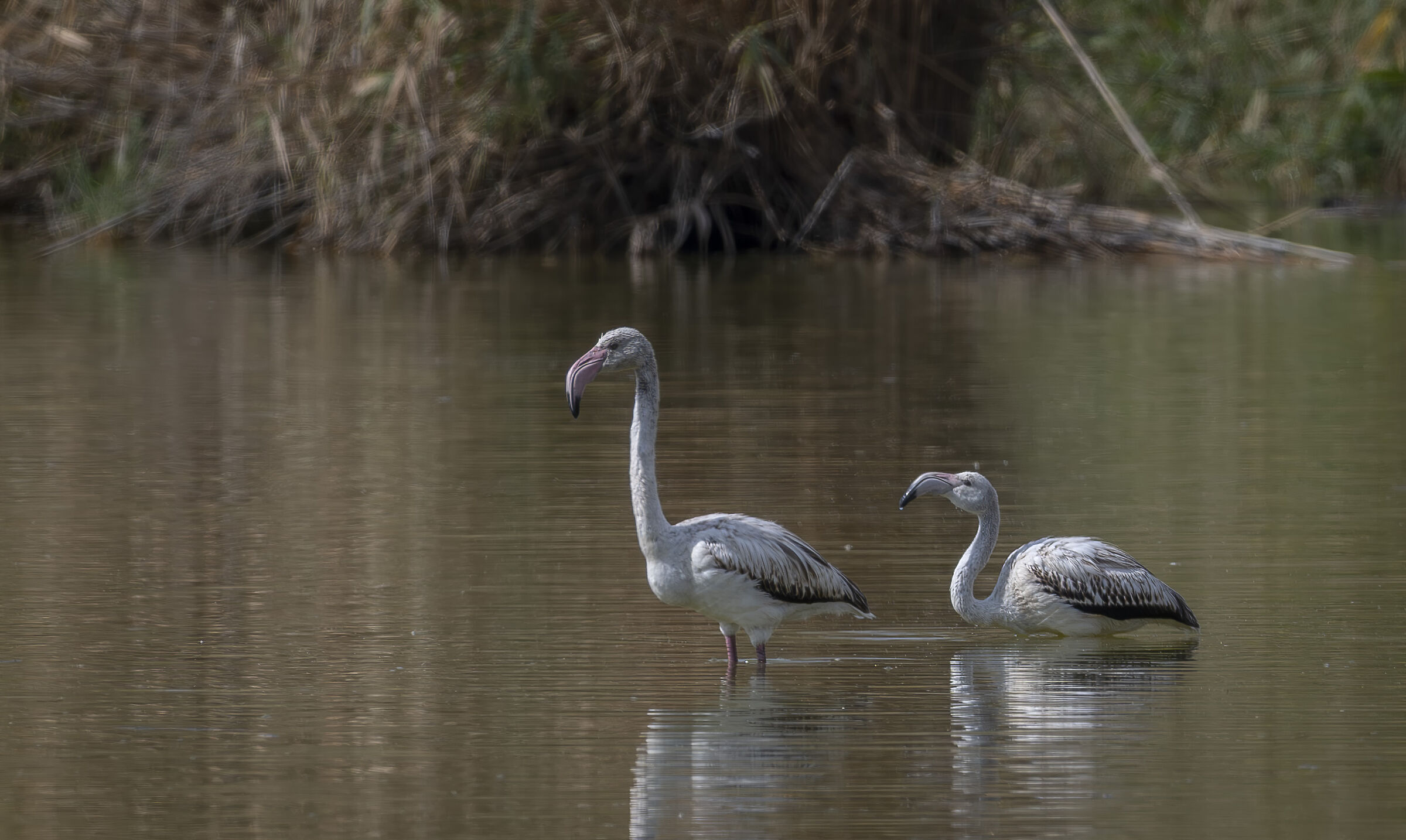 Pink Fetoptera "pullets"