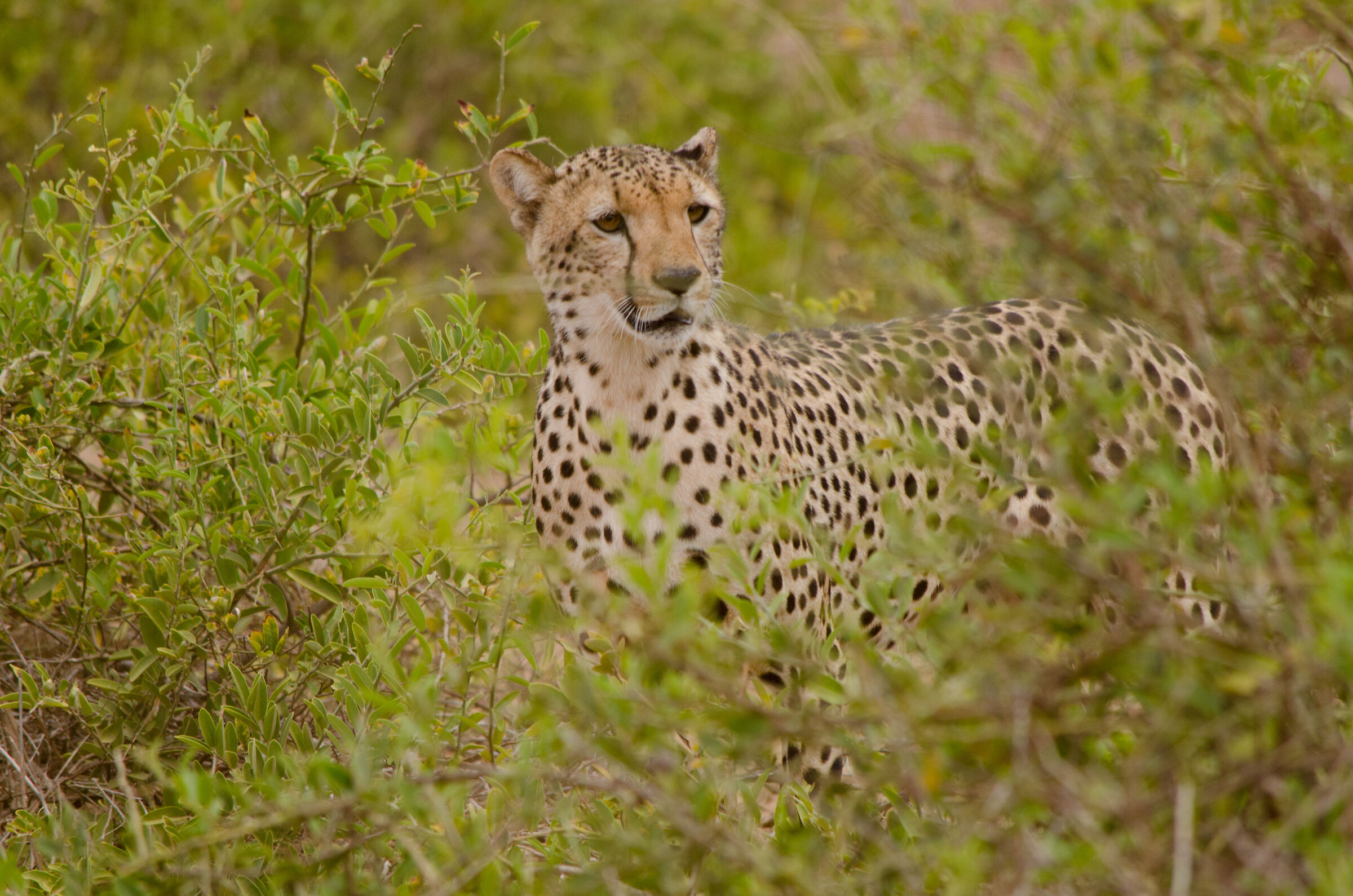 cheetah