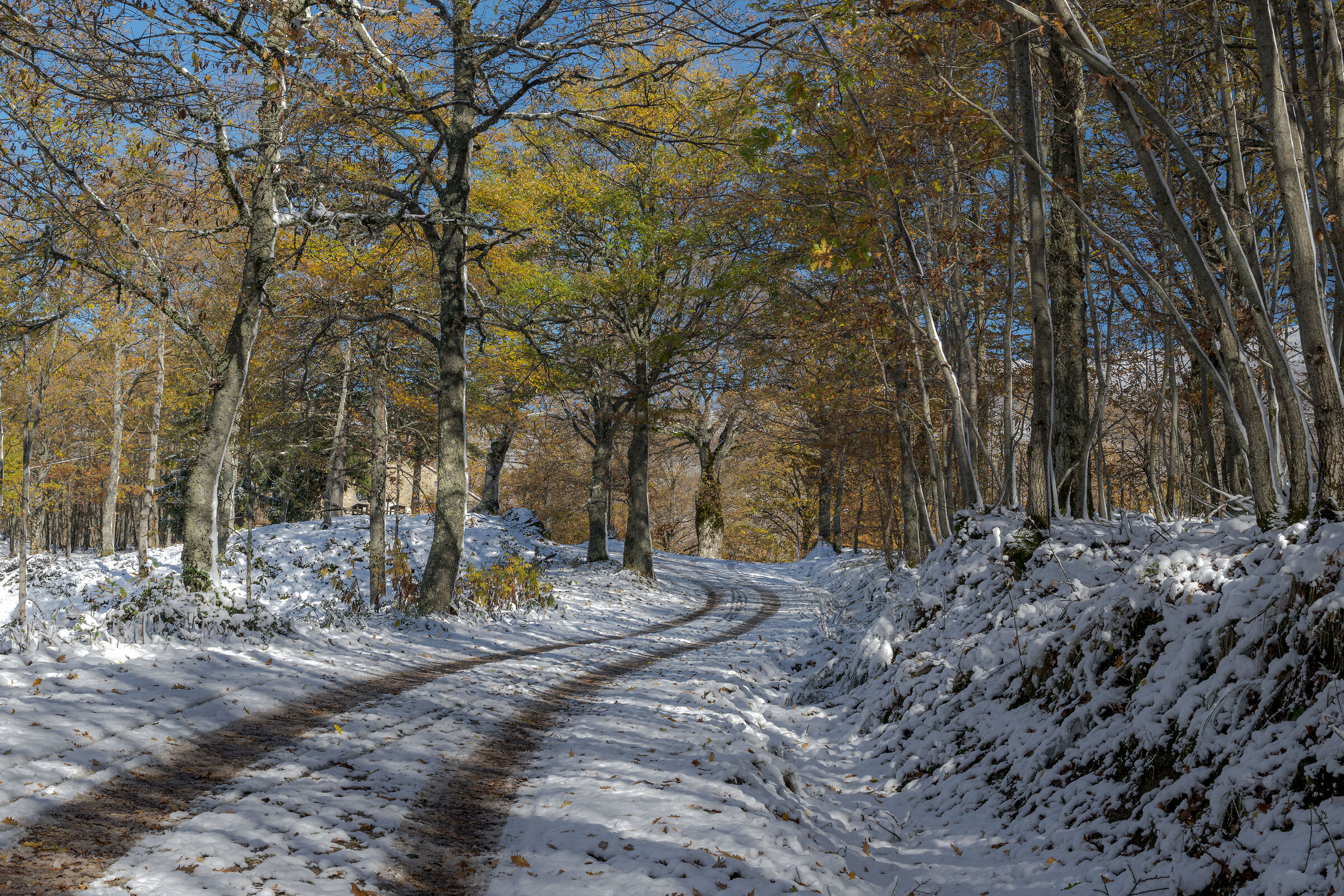 Foliage innevato