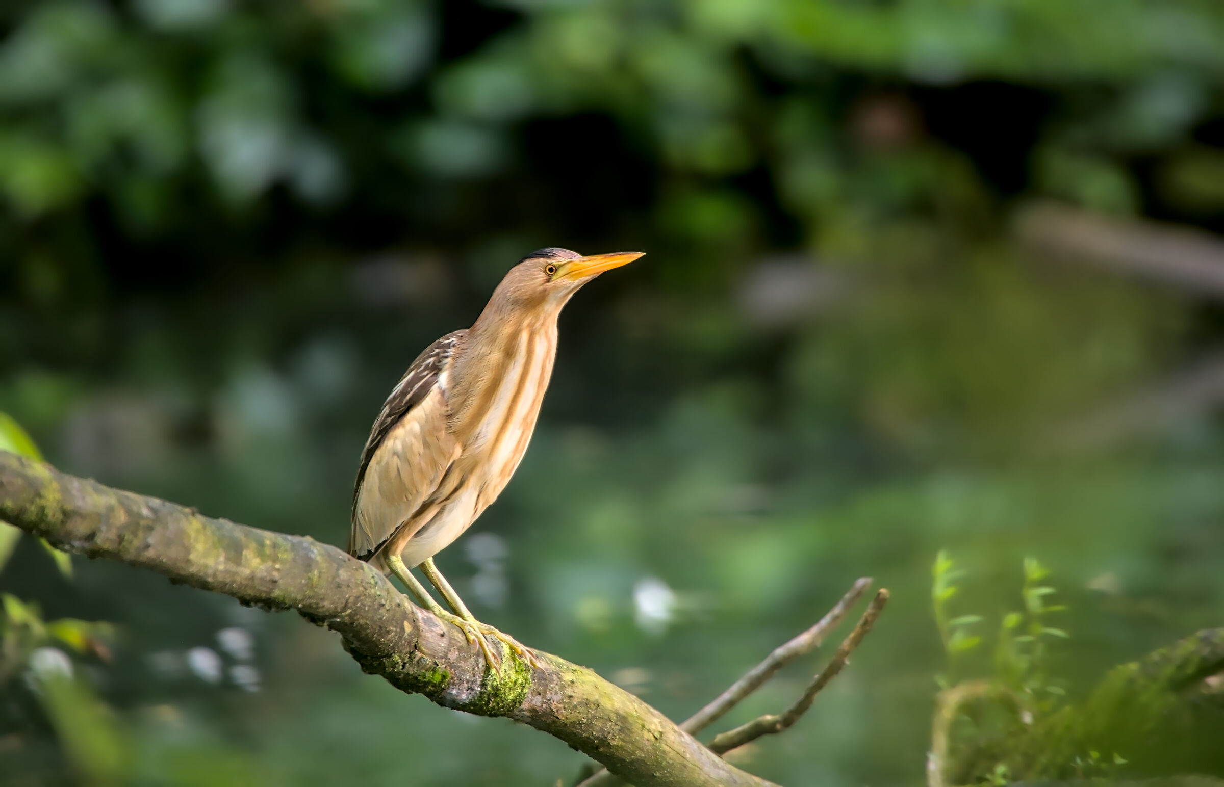 Little bittern