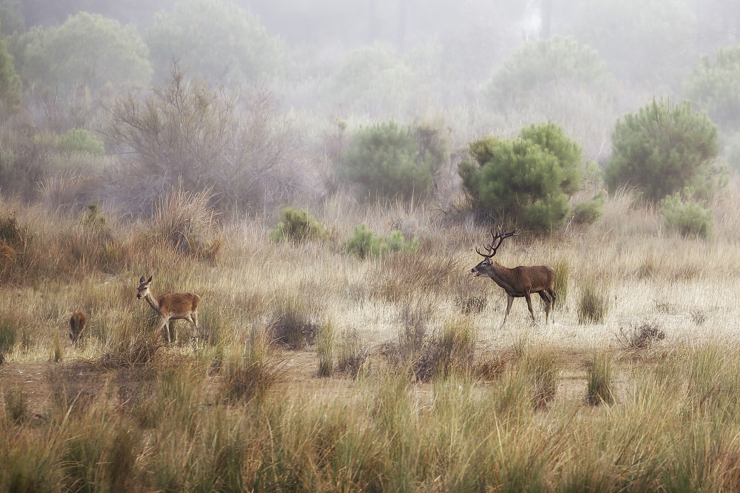 Mi è parso un dipinto