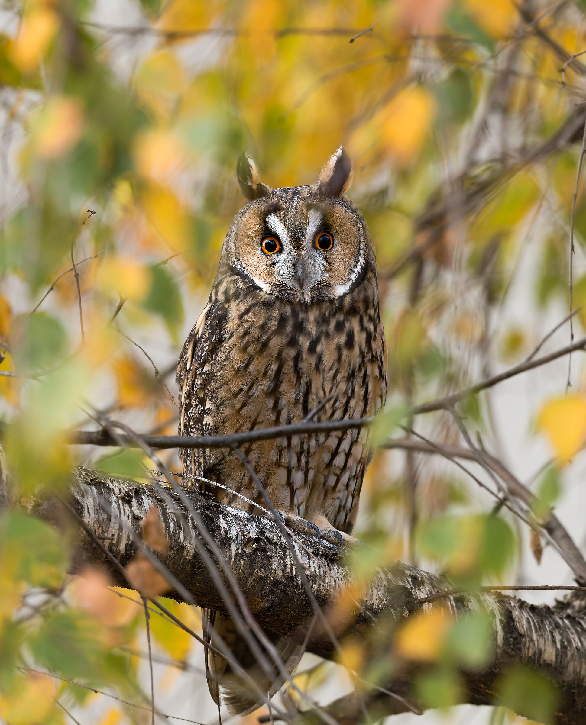 Asio otus - Gufo comune