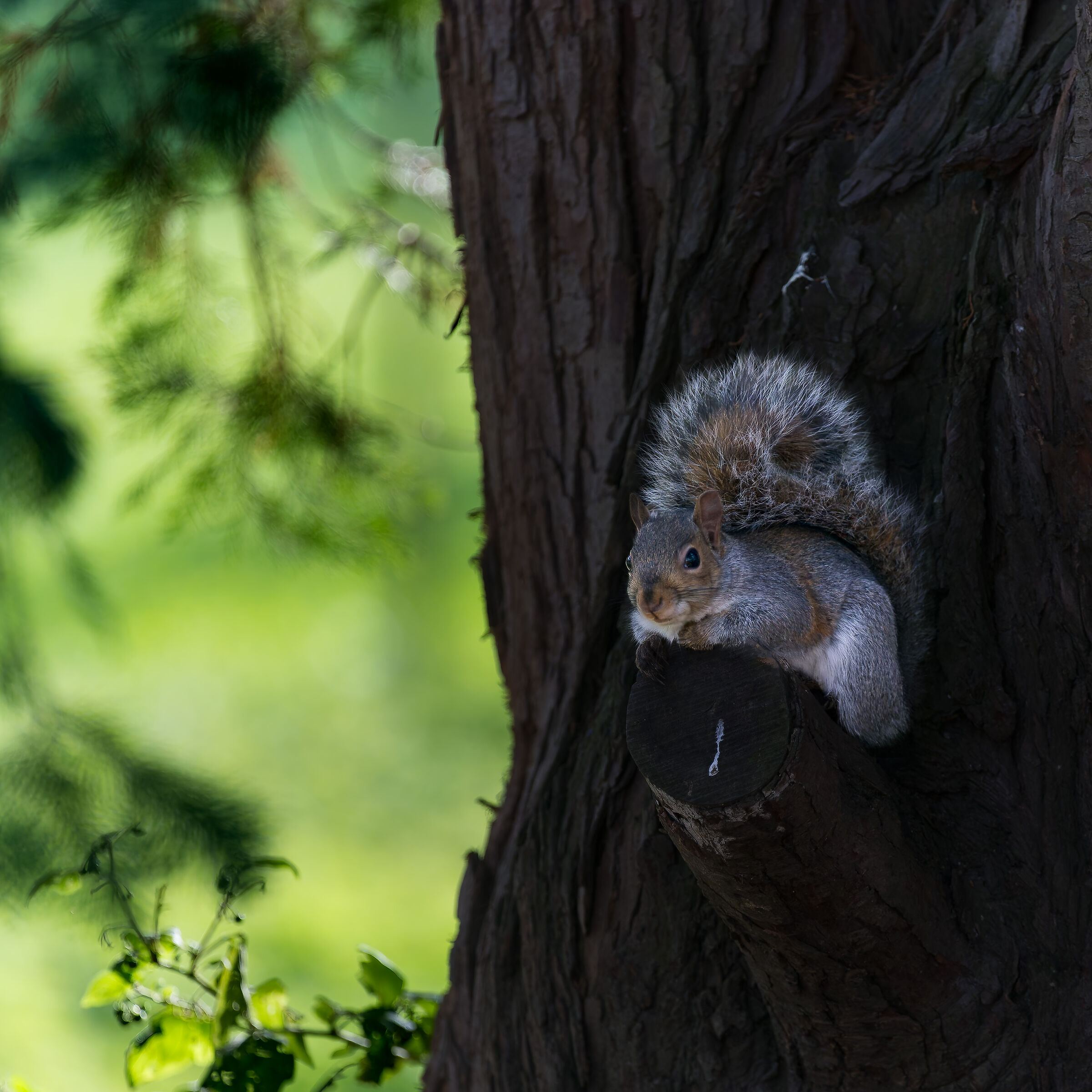 Scoiattolo Grigio - Parco del Meisino - Torino