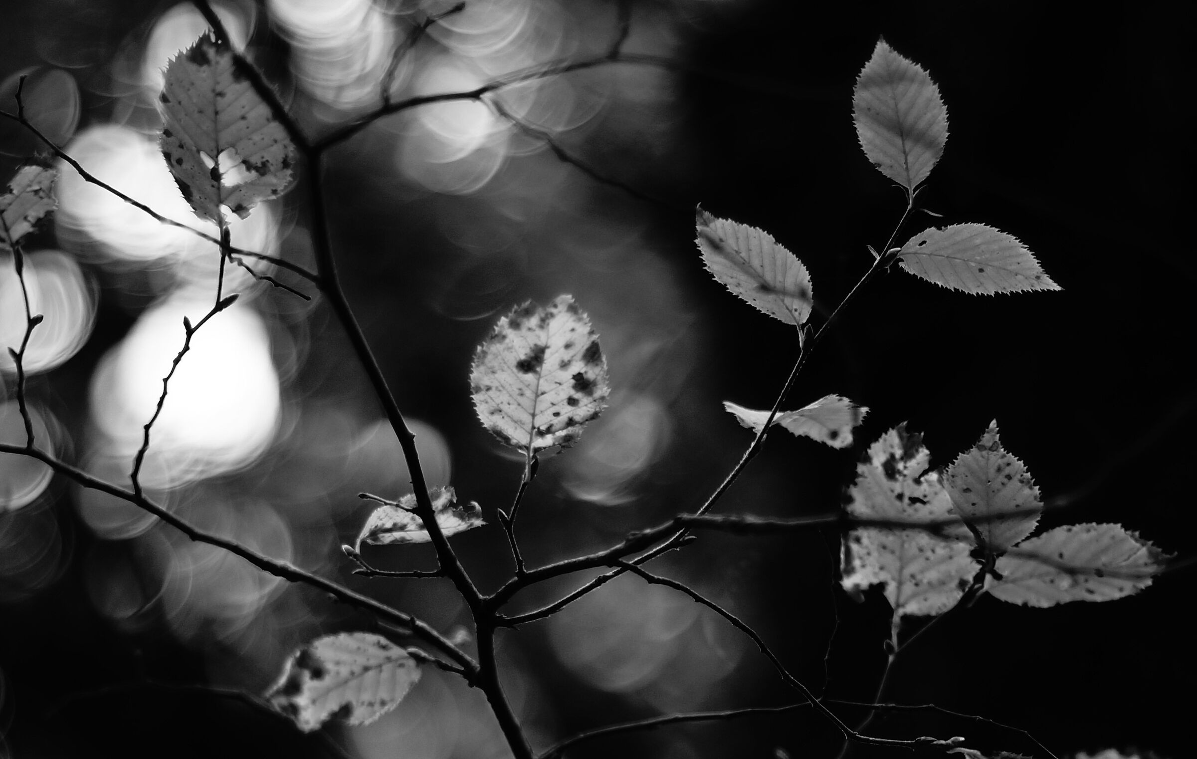 November hornbeam... in the woods of Mount Soratte