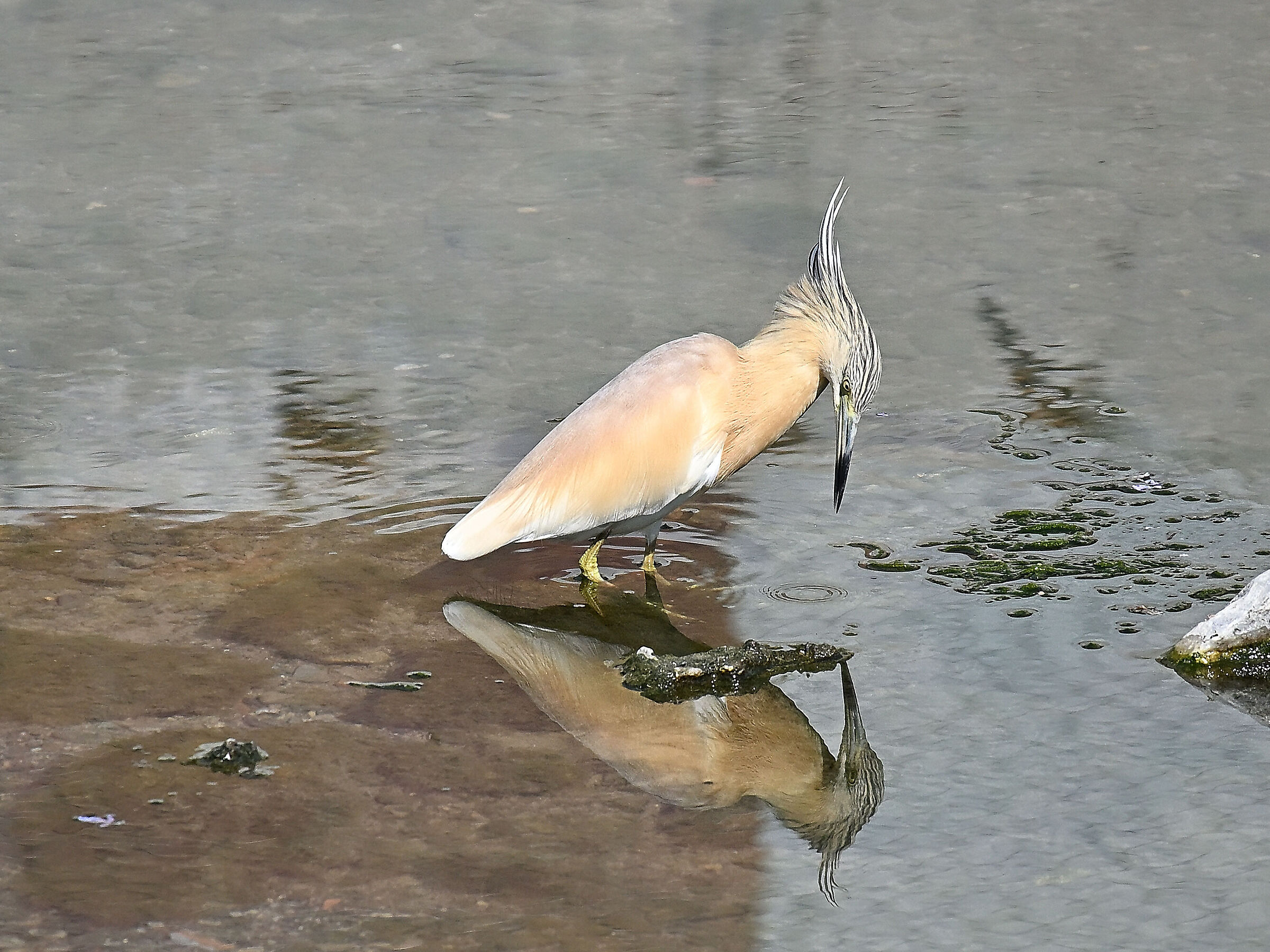 Squacco heron