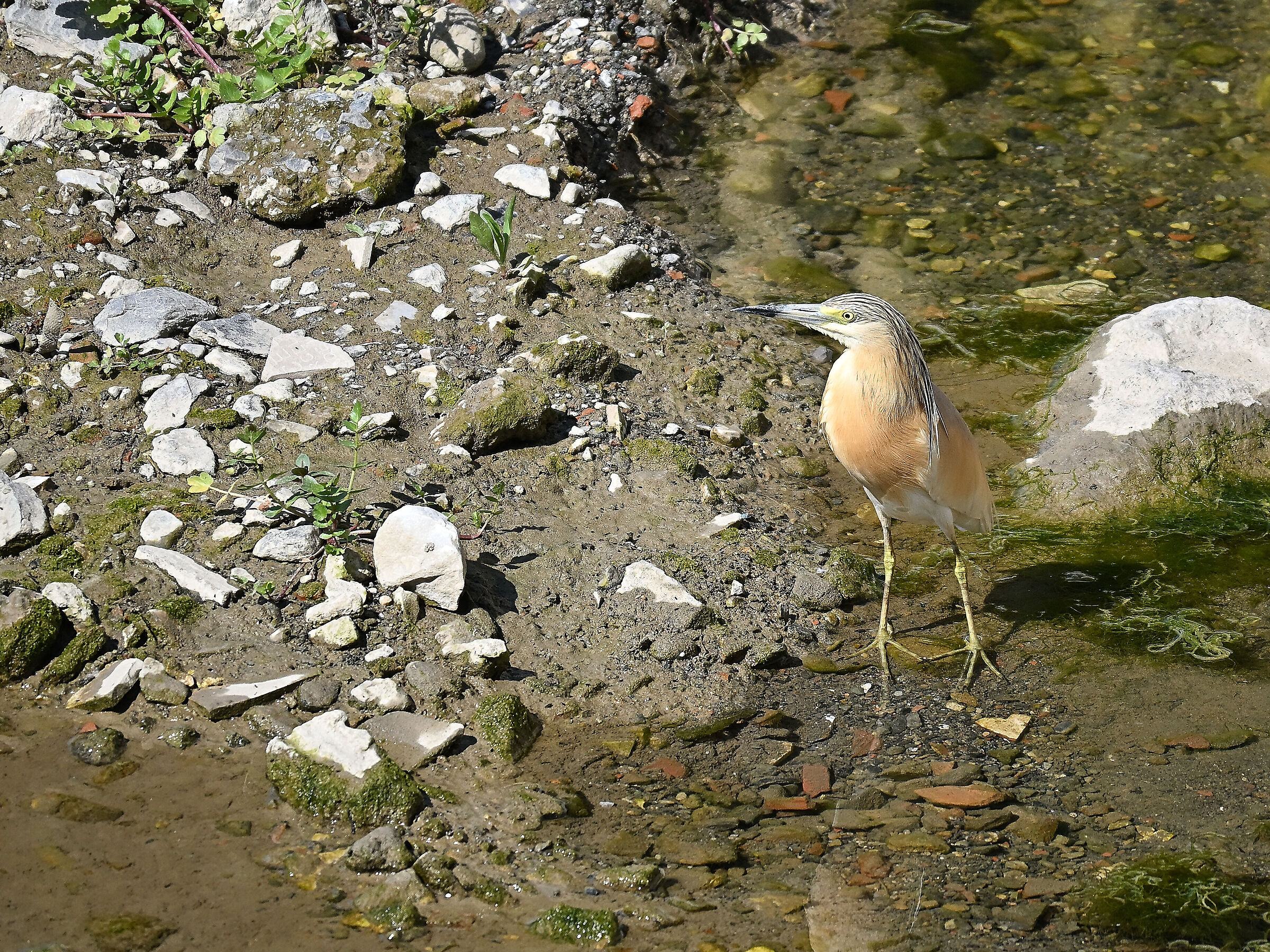 Squacco heron