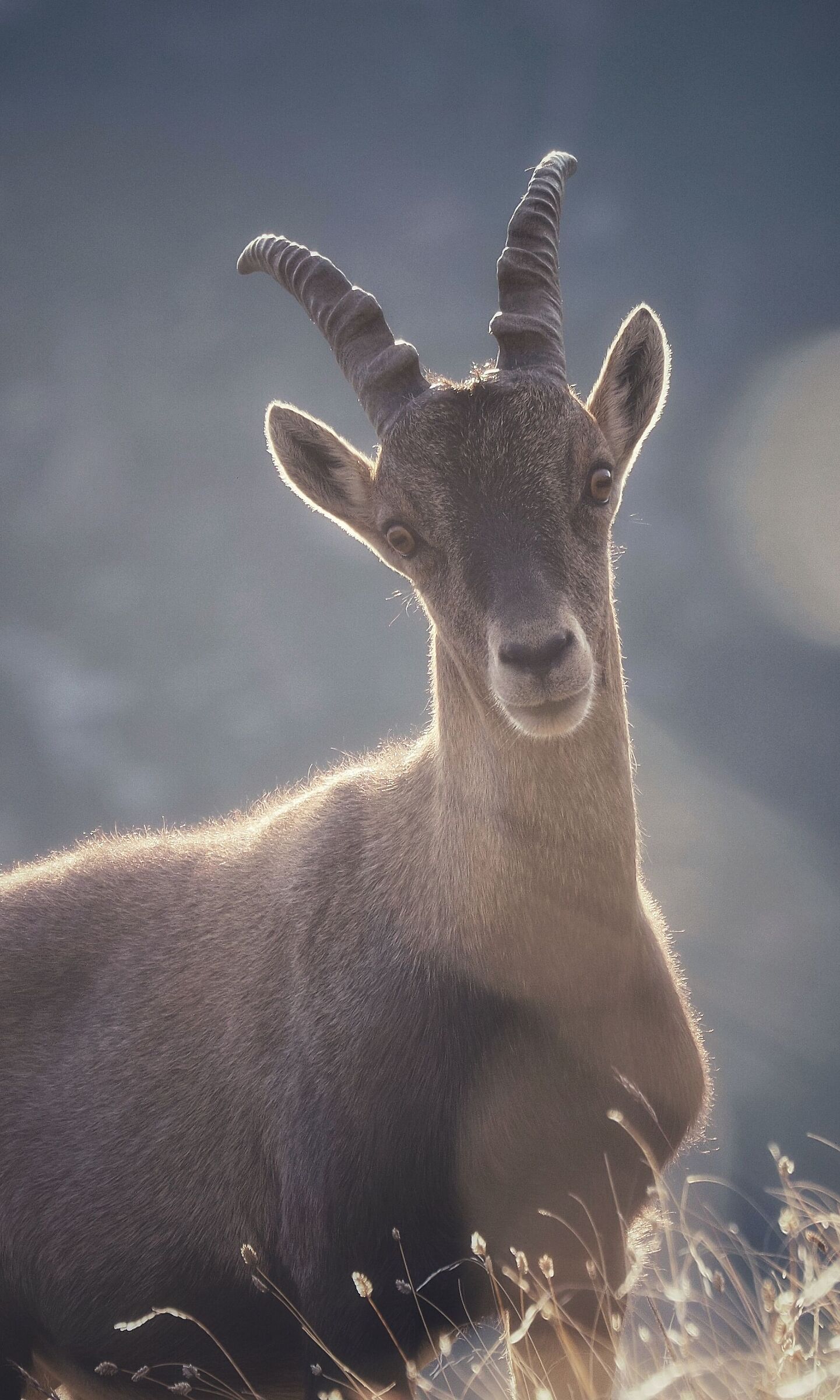 Ibex