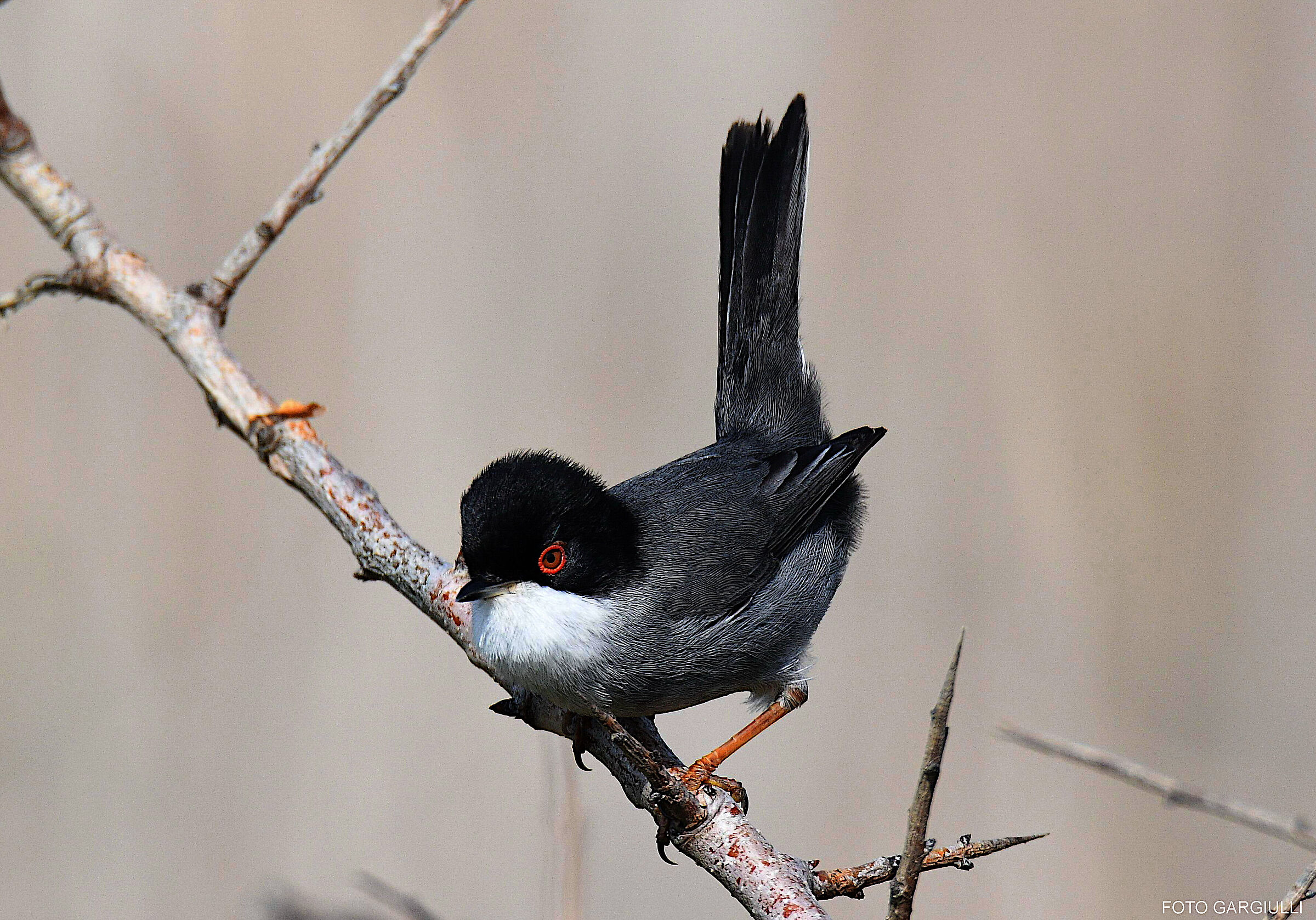 Male Warbler