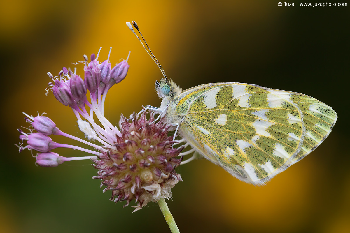 Pontia edusa, 017,183