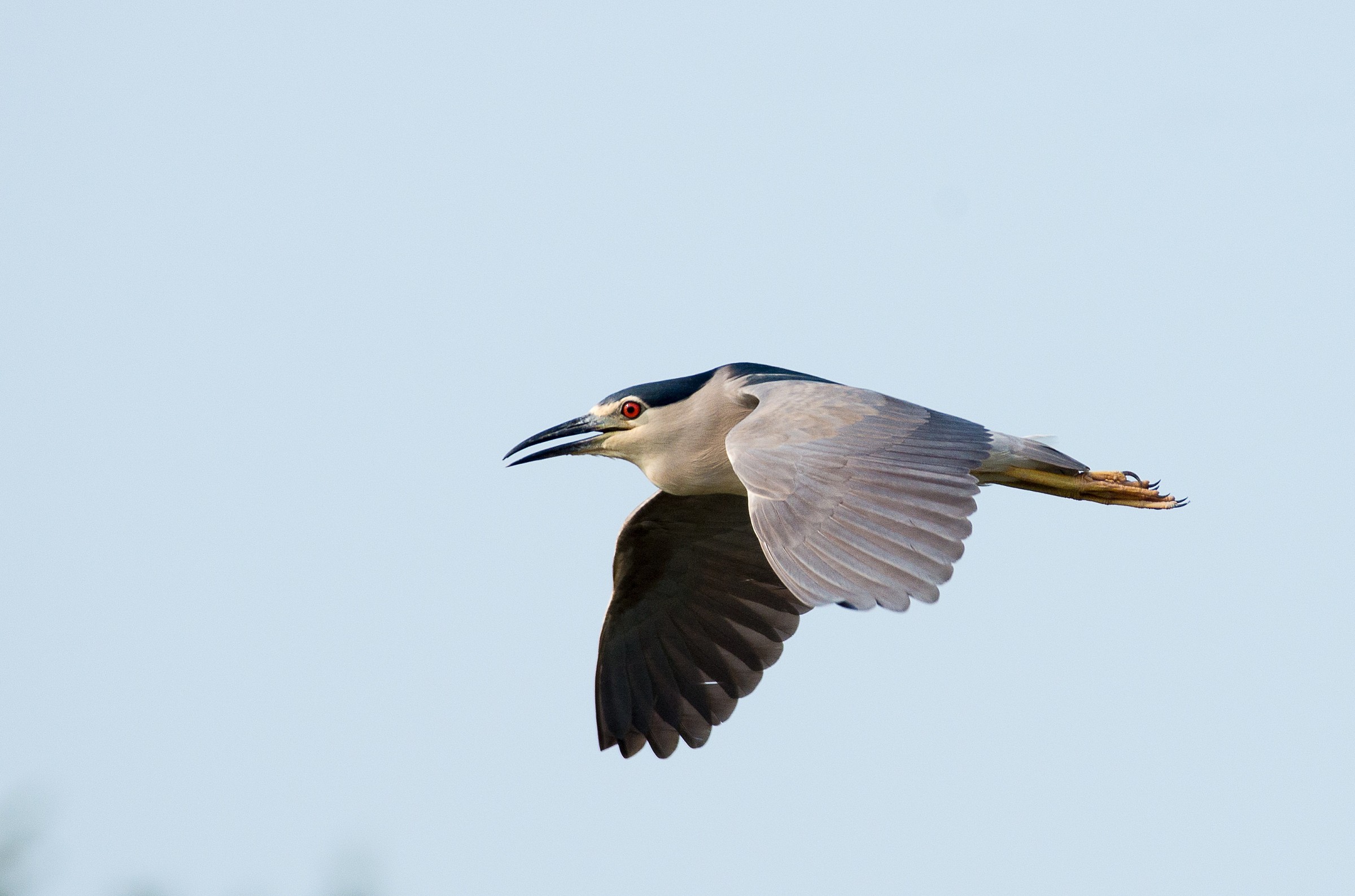 Night Heron
