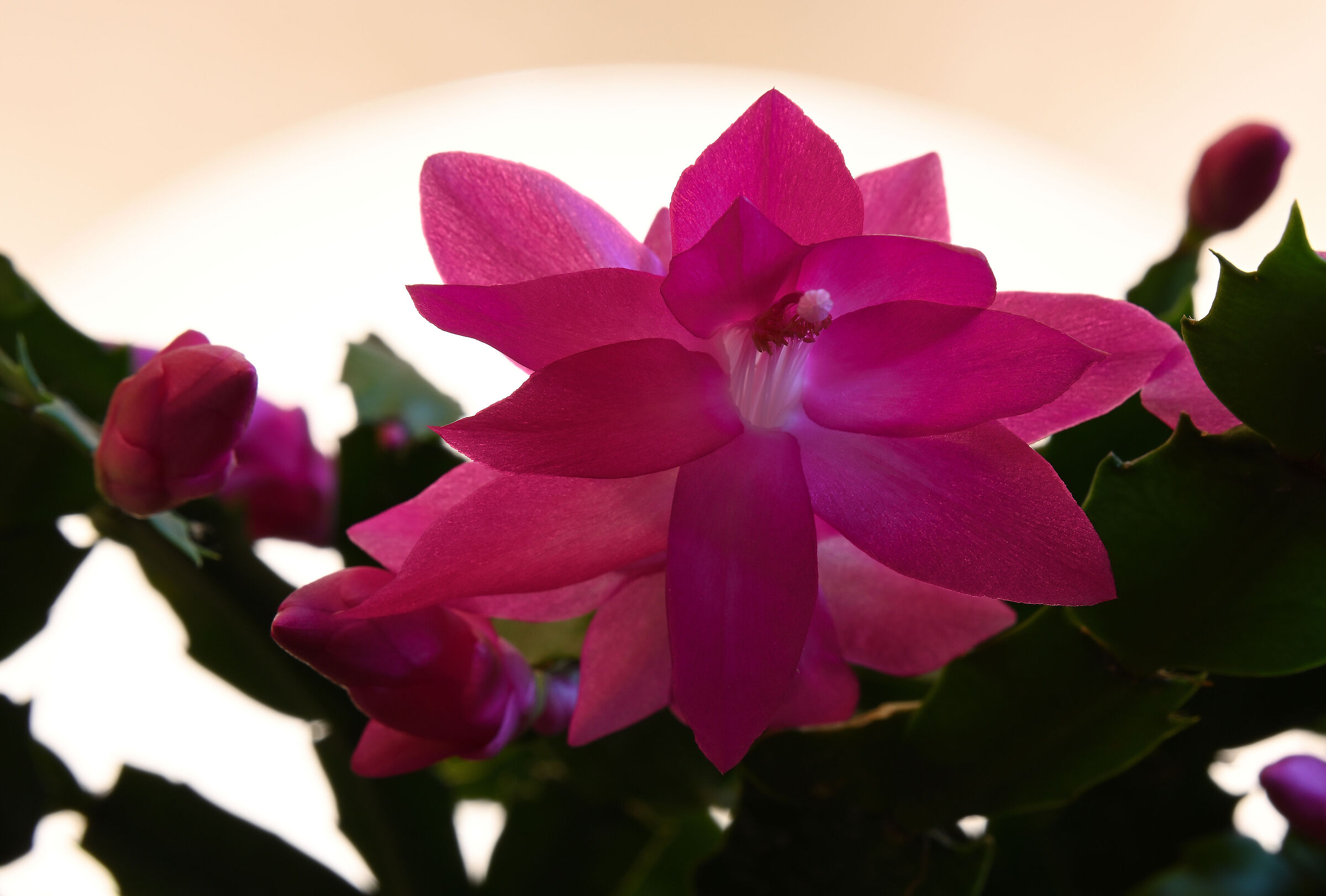 Primo fiore del 2025 della mia Schlumbergera