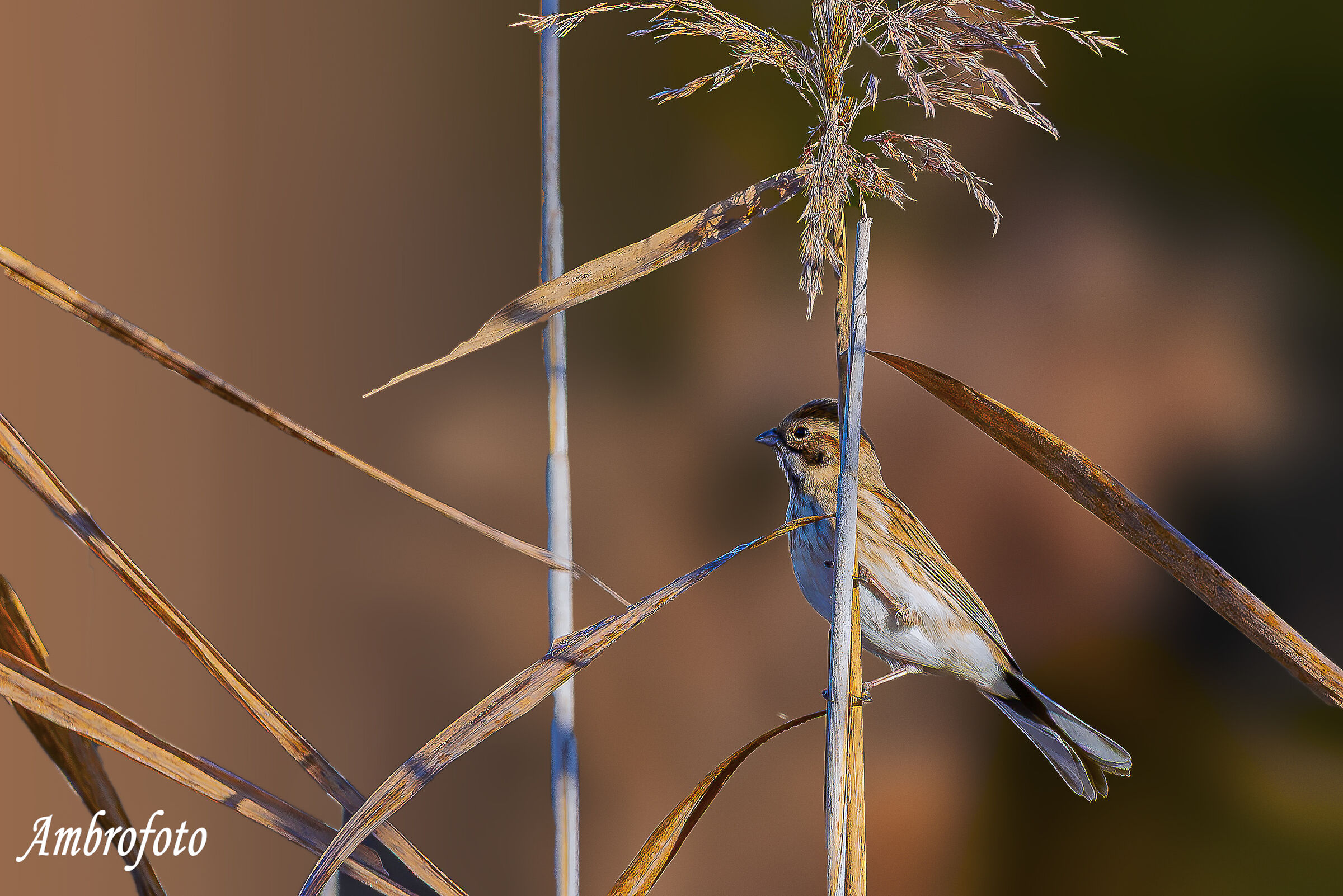 Migliarino di palude