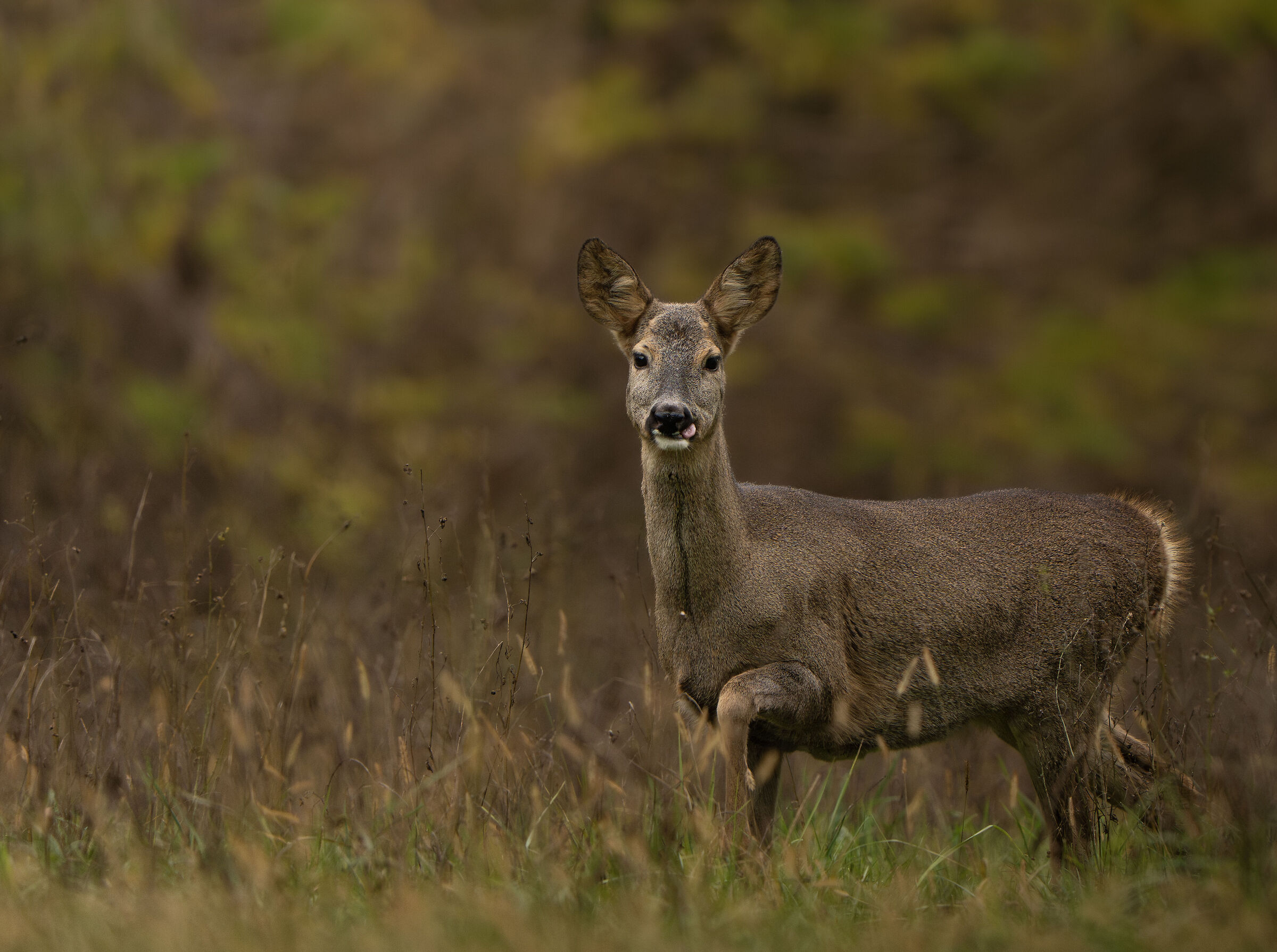 Capriolo