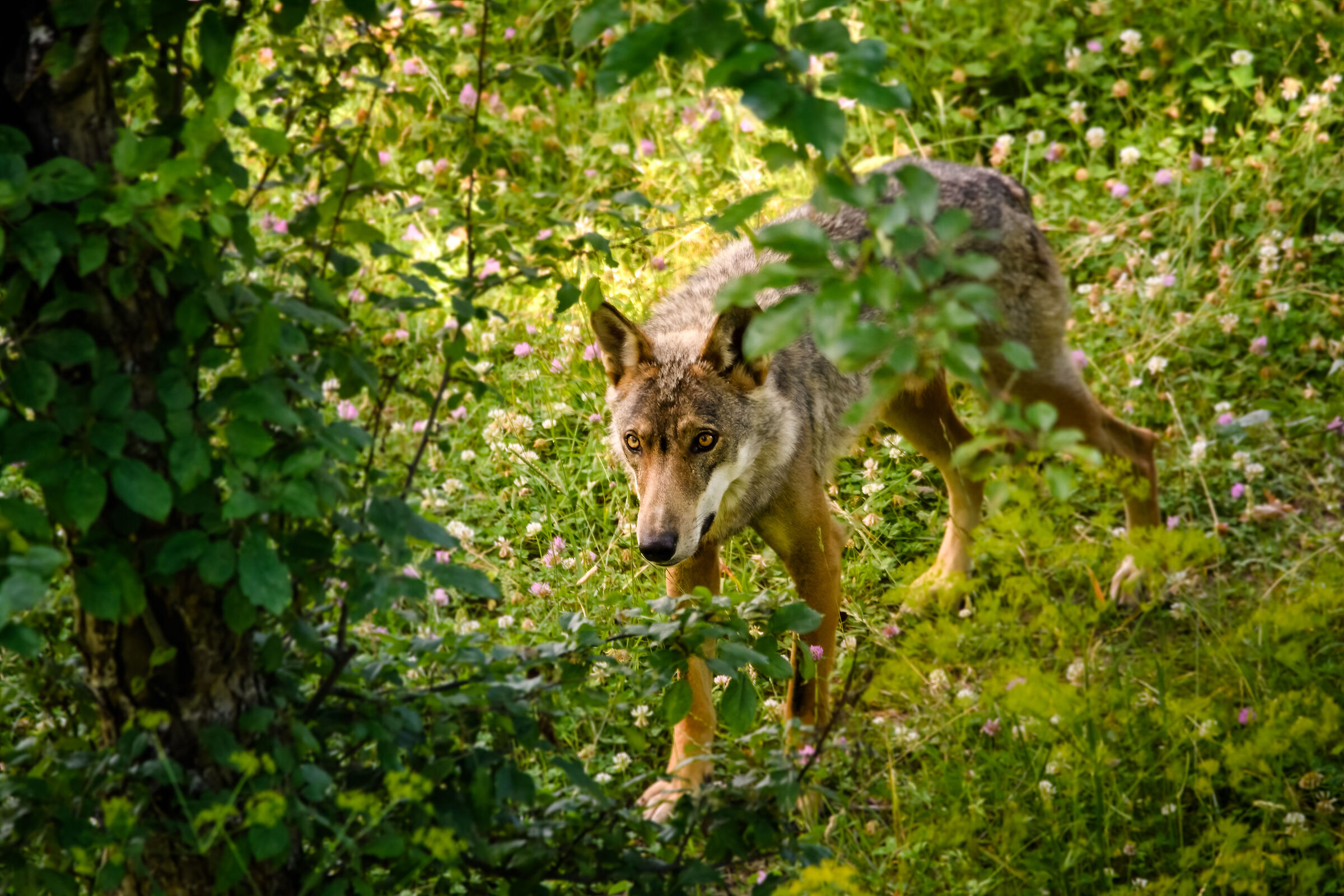 Peeking through the foliage...