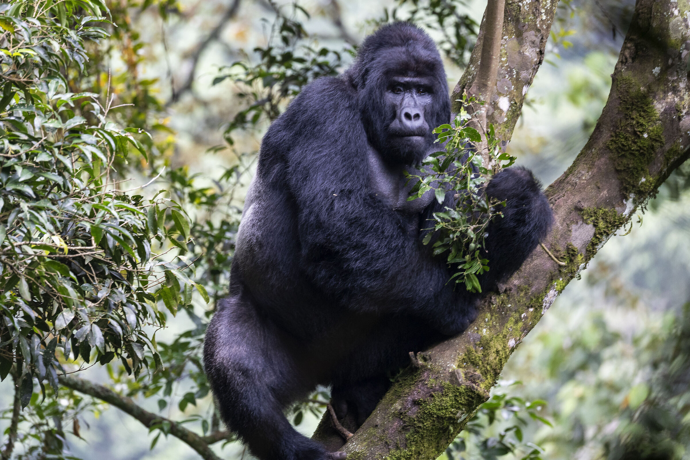 Male Gorilla - Uganda 2025