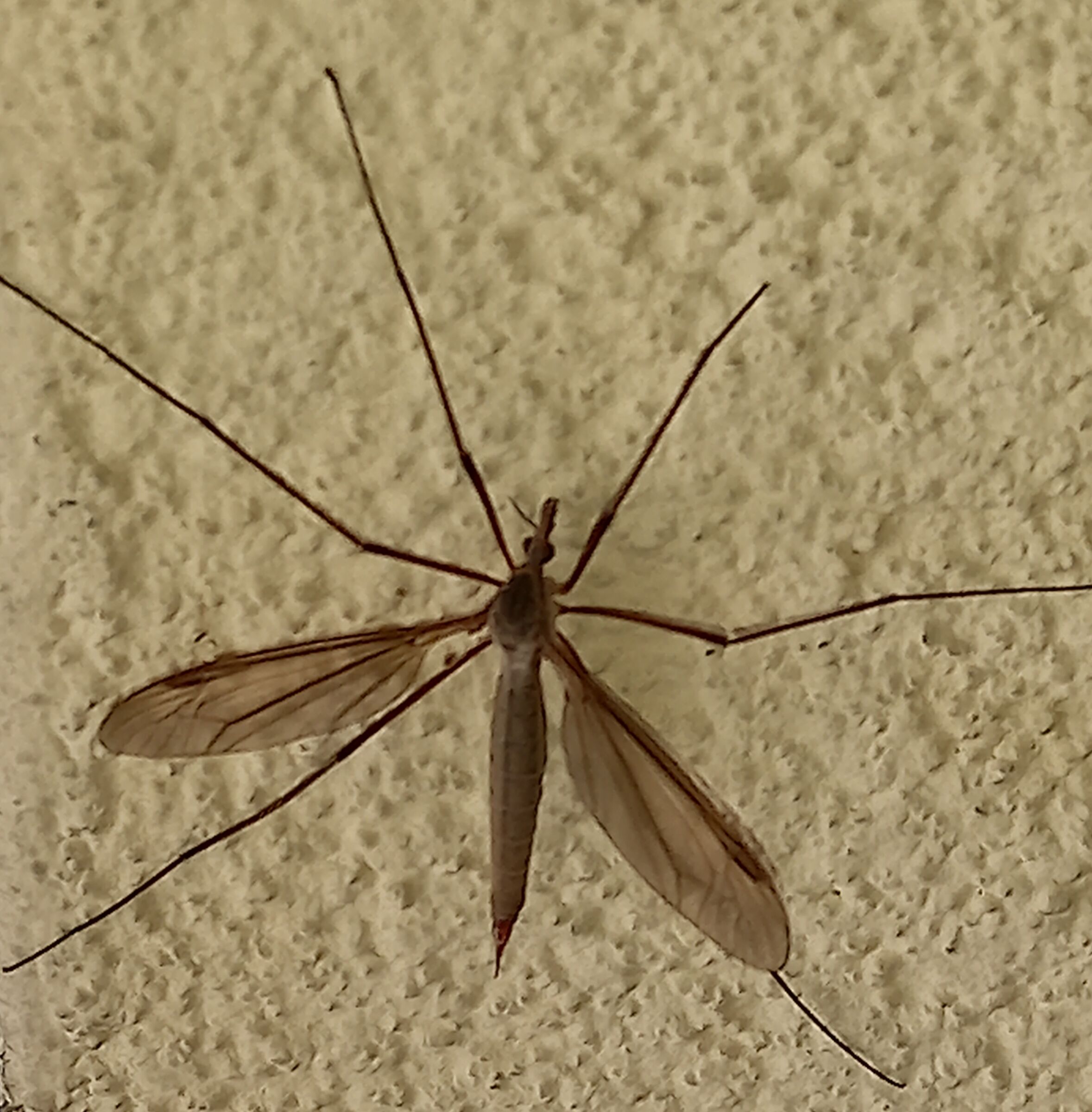 tipula