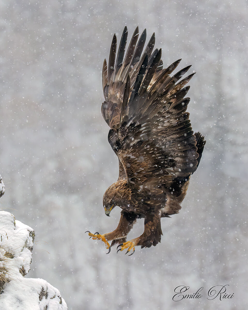golden eagle Italian Alps