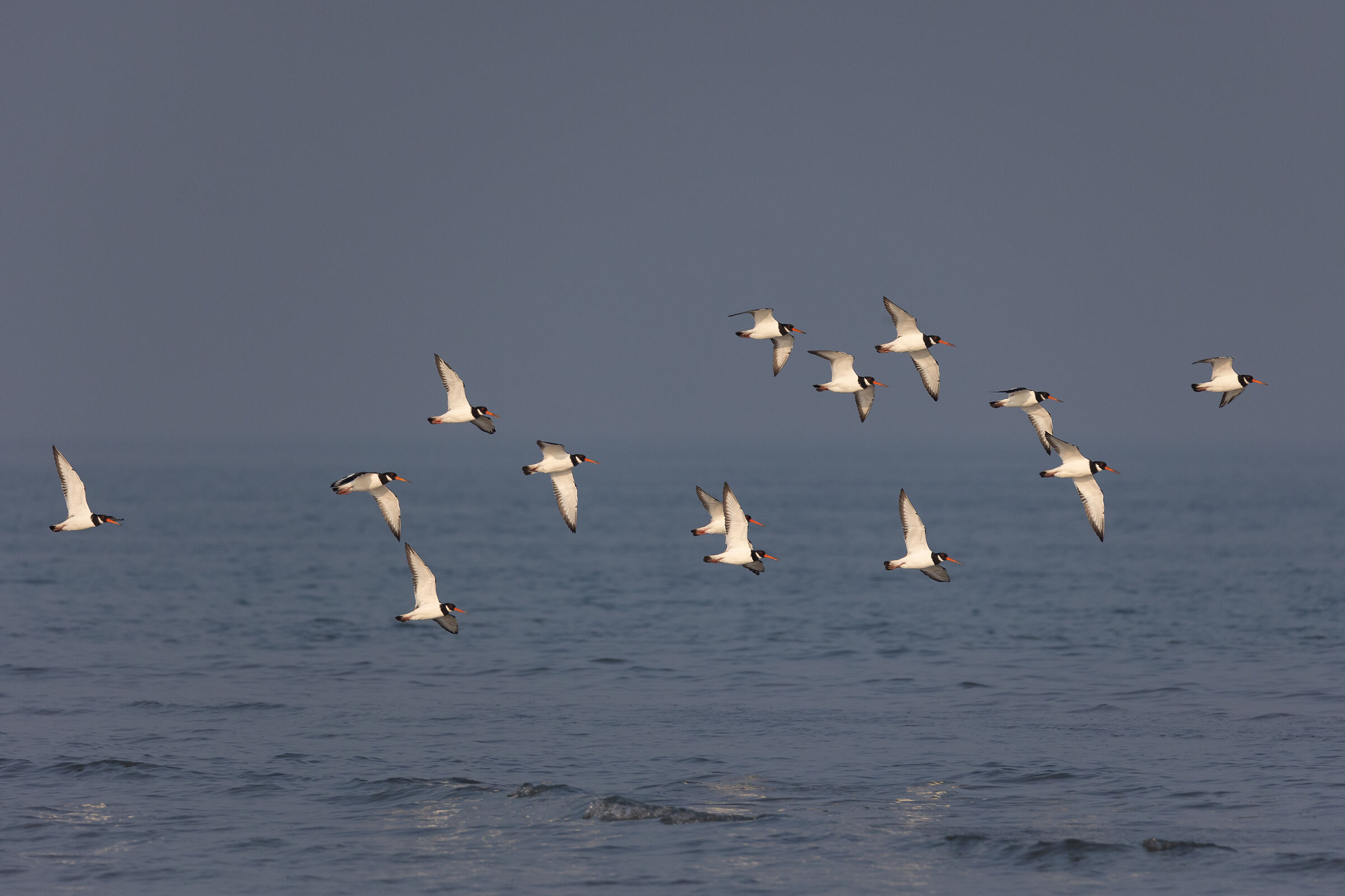 Beccacce di mare in adriatico