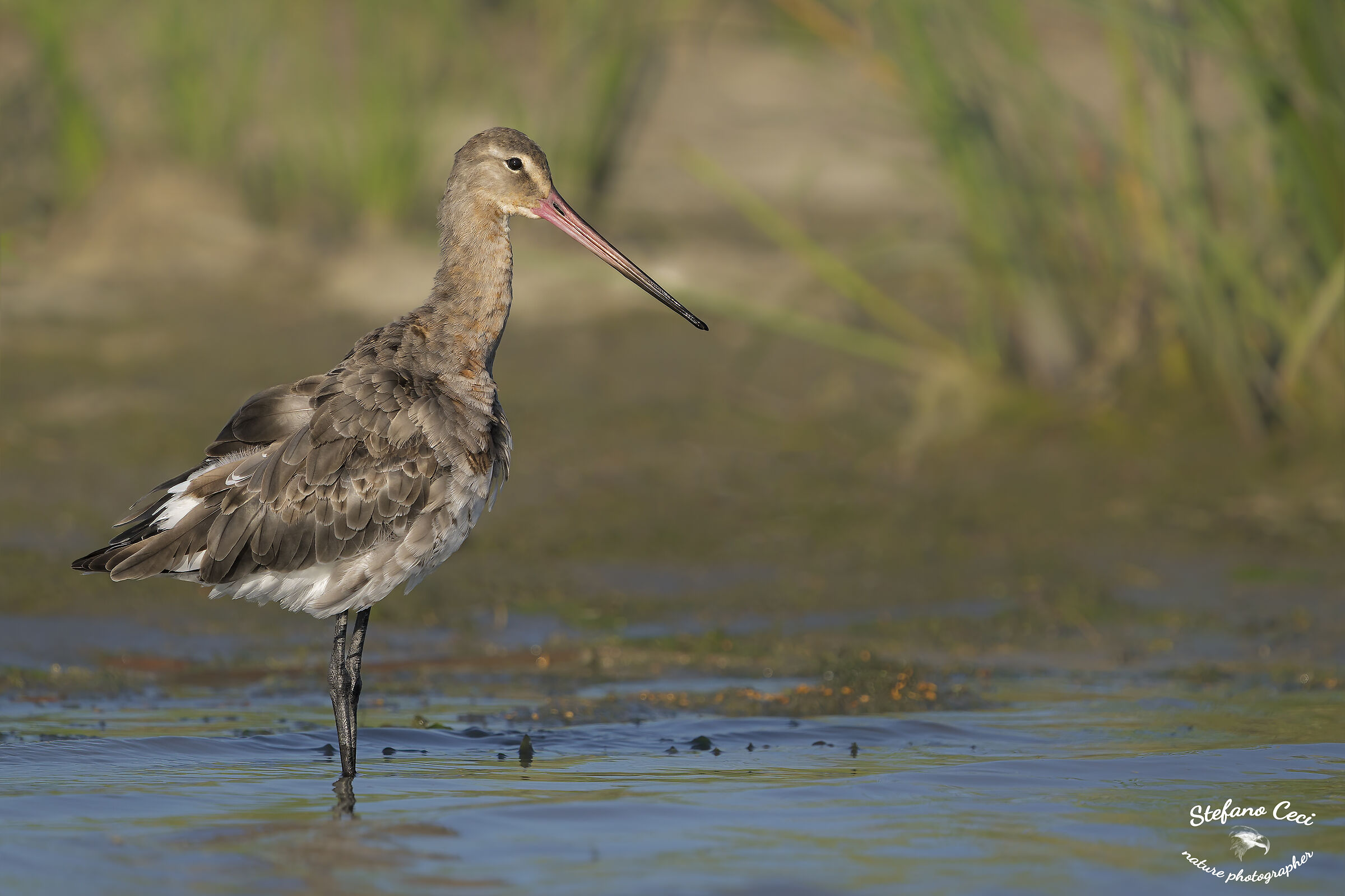 Black-tailed godwit