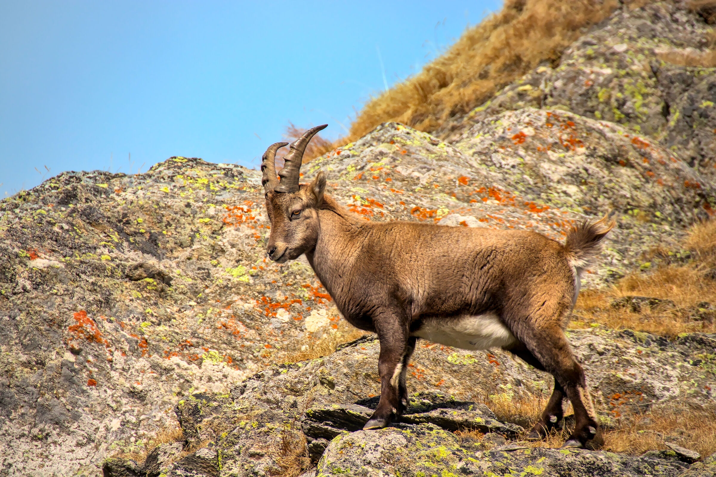 Young Ibex