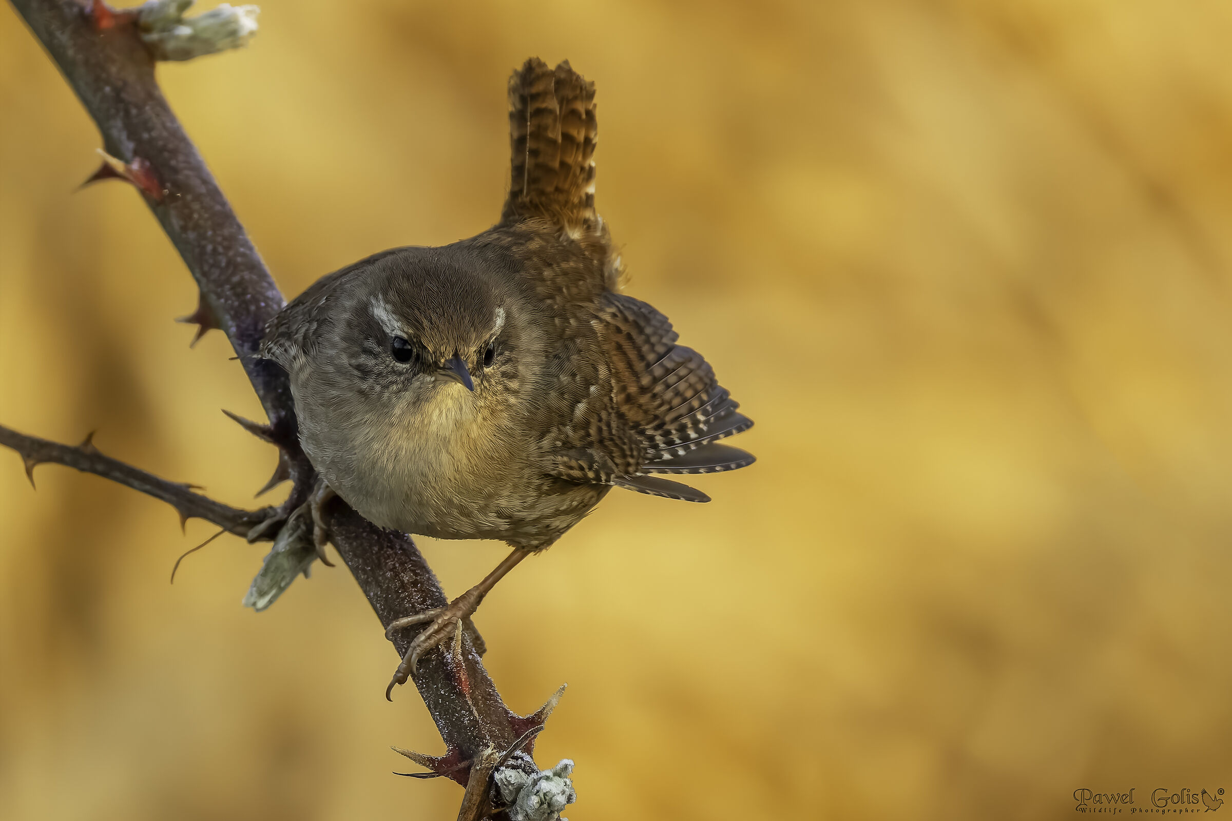 Eurasian Wren ( Troglodytes troglodytes)