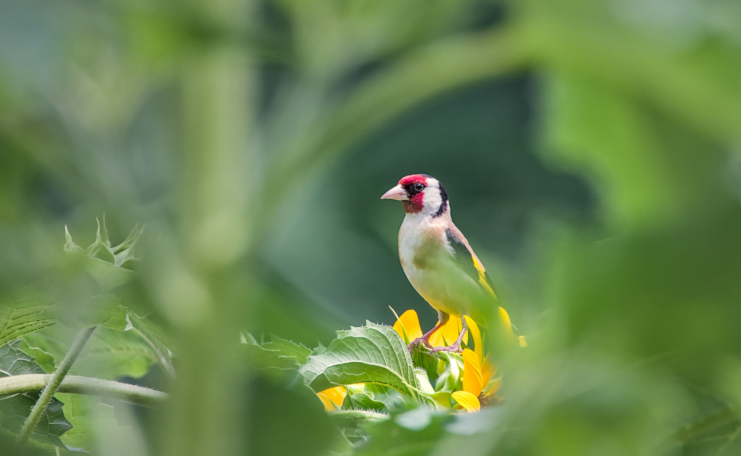 Goldfinch