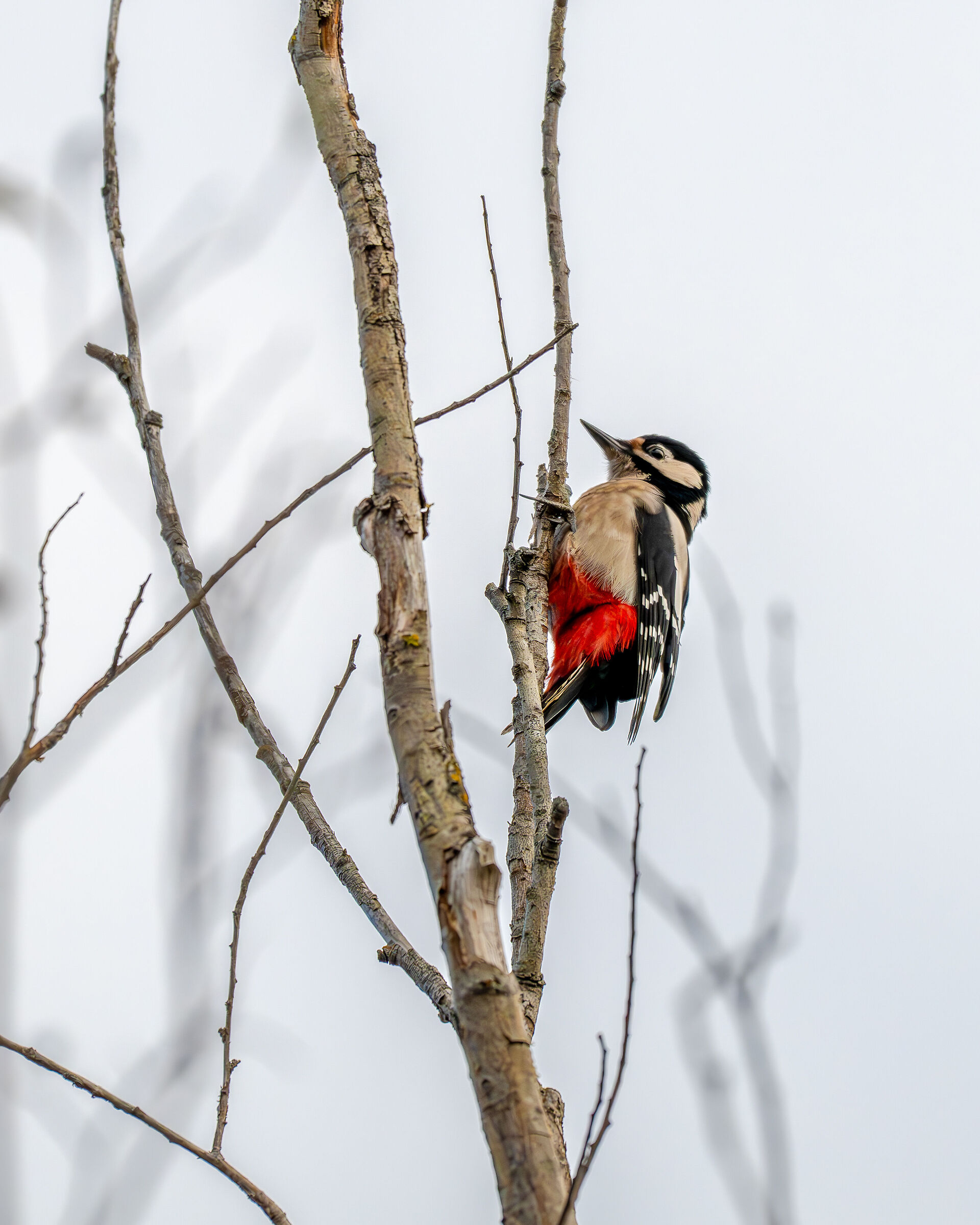 Great Spotted Woodpecker