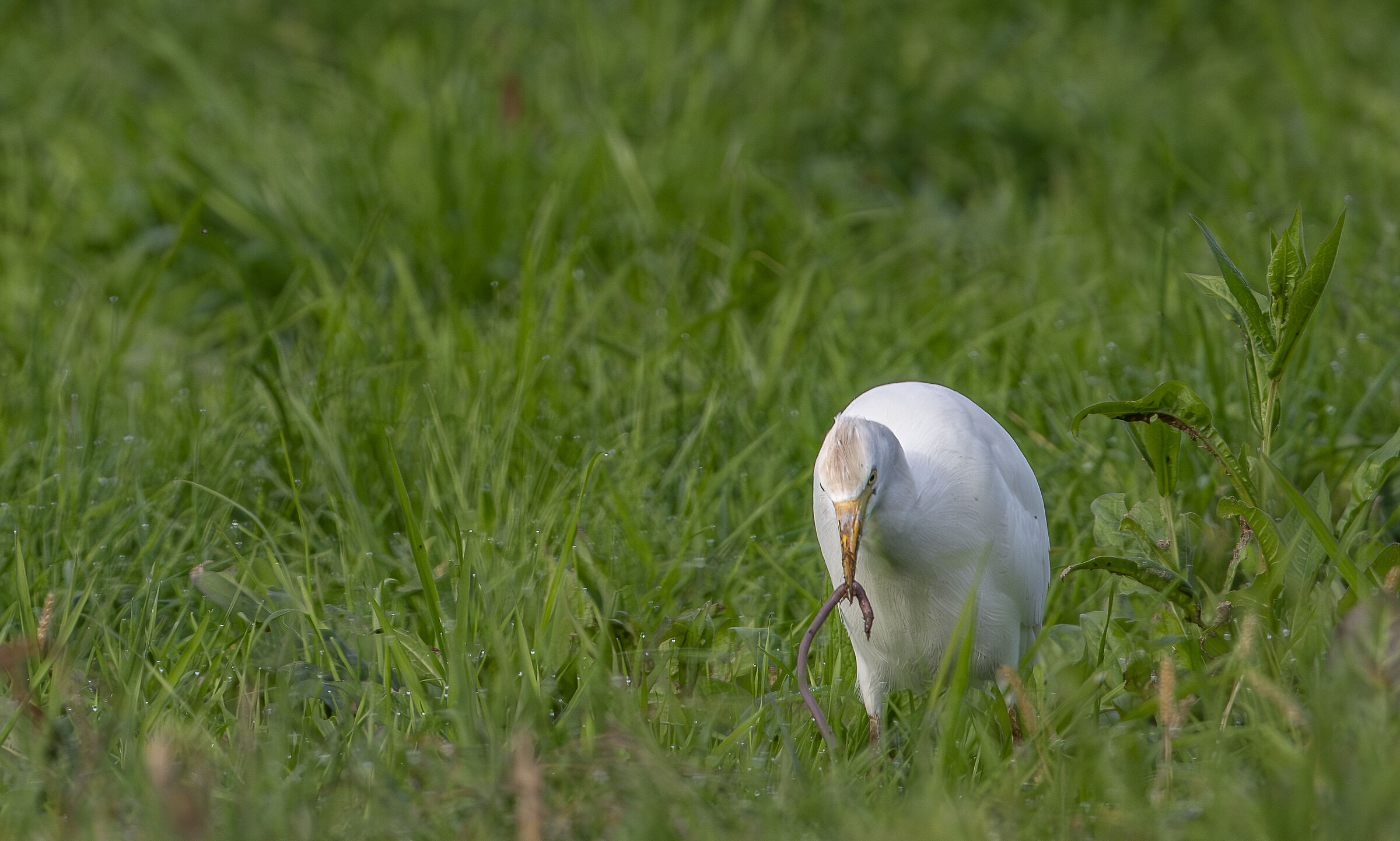 Cattle egret