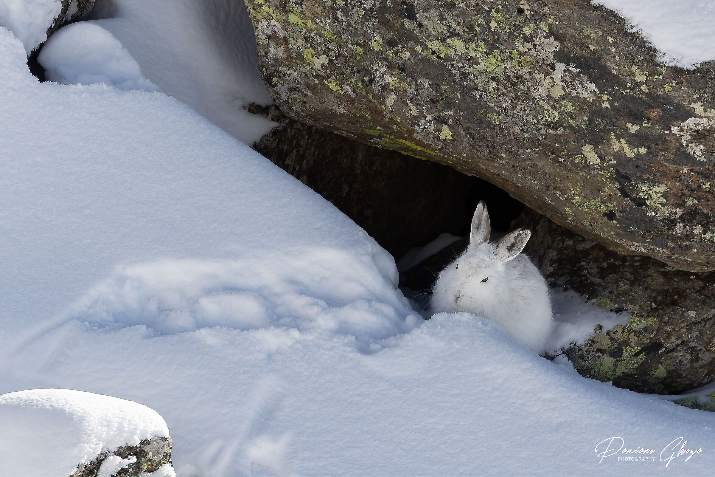 Variable hare