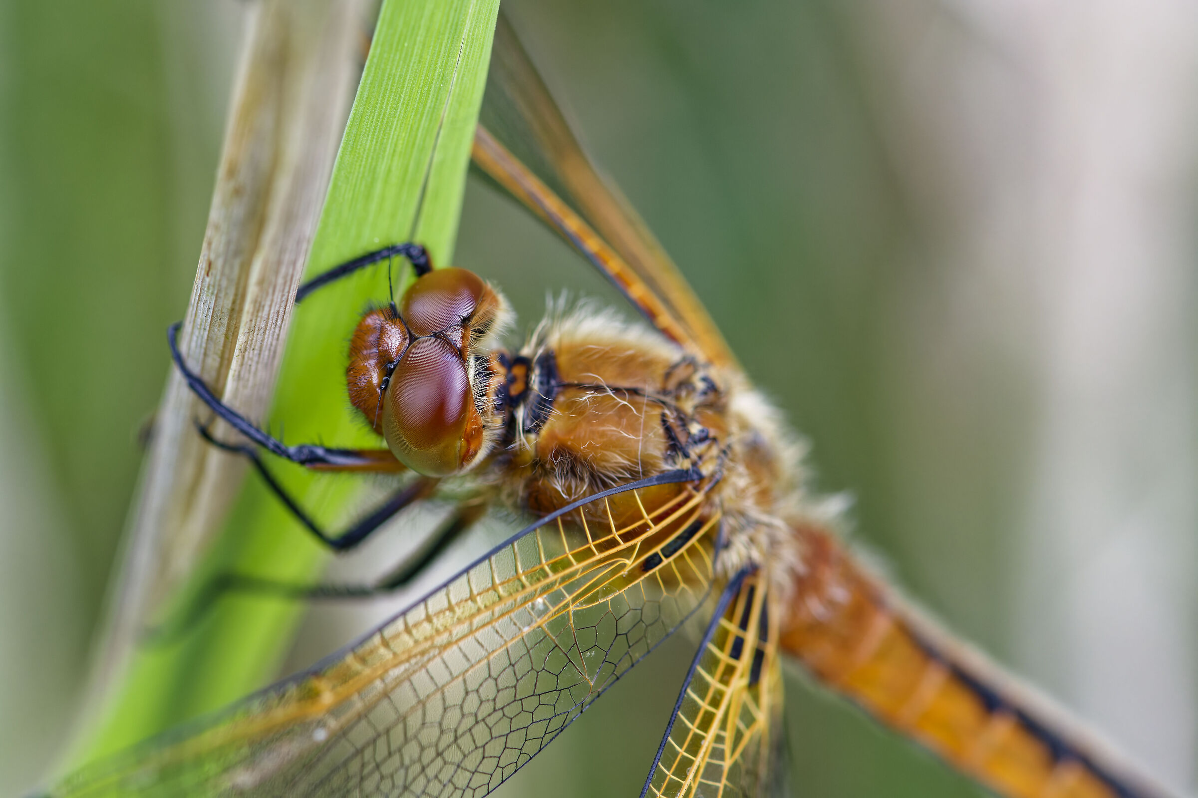 Grande Libellule déprimée_1