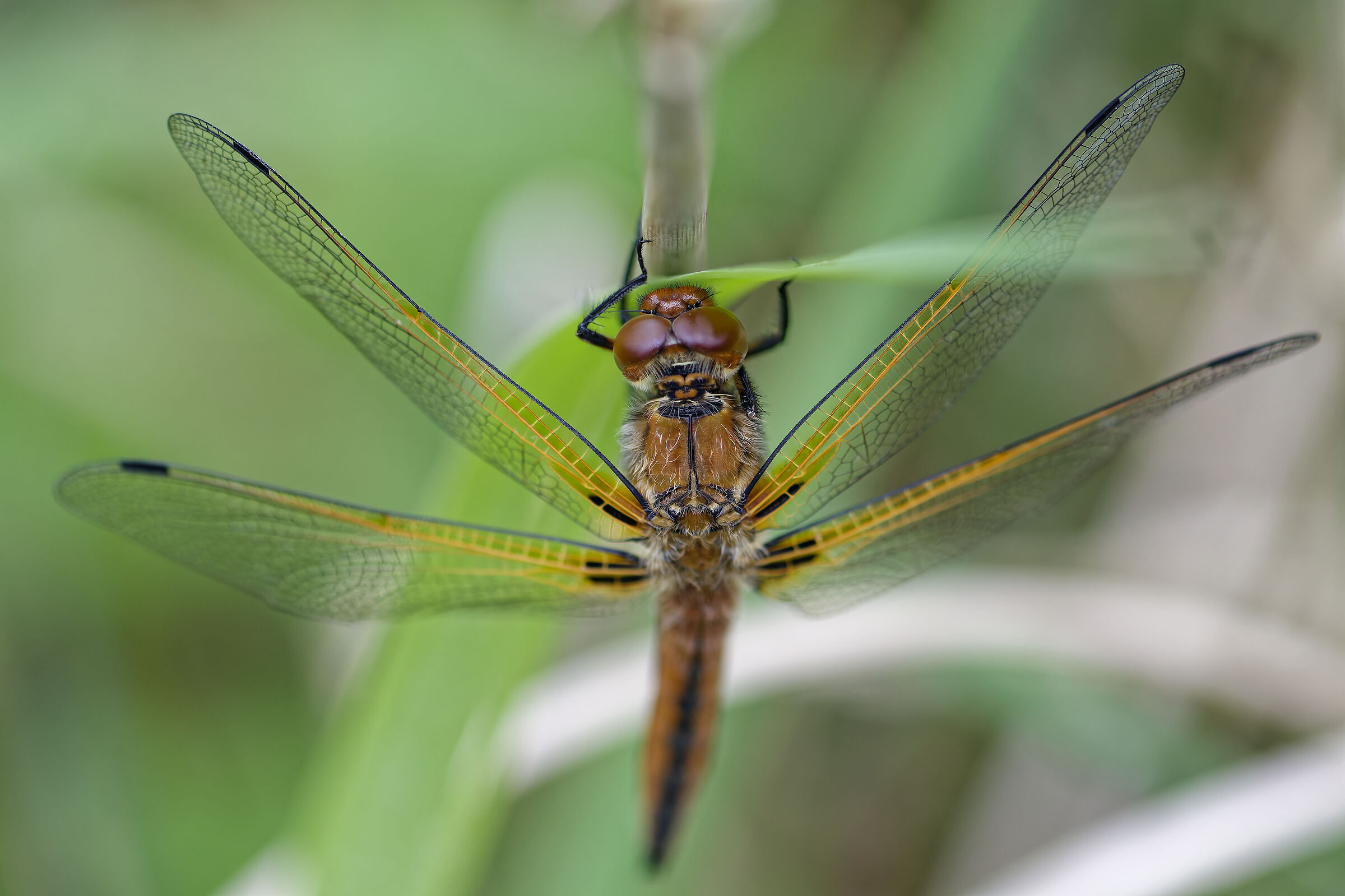 Grande Libellule déprimée_2