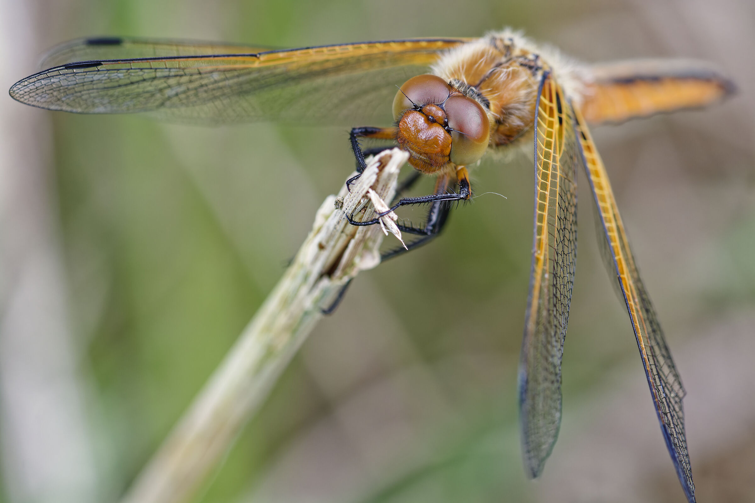 Grande Libellule déprimée_3