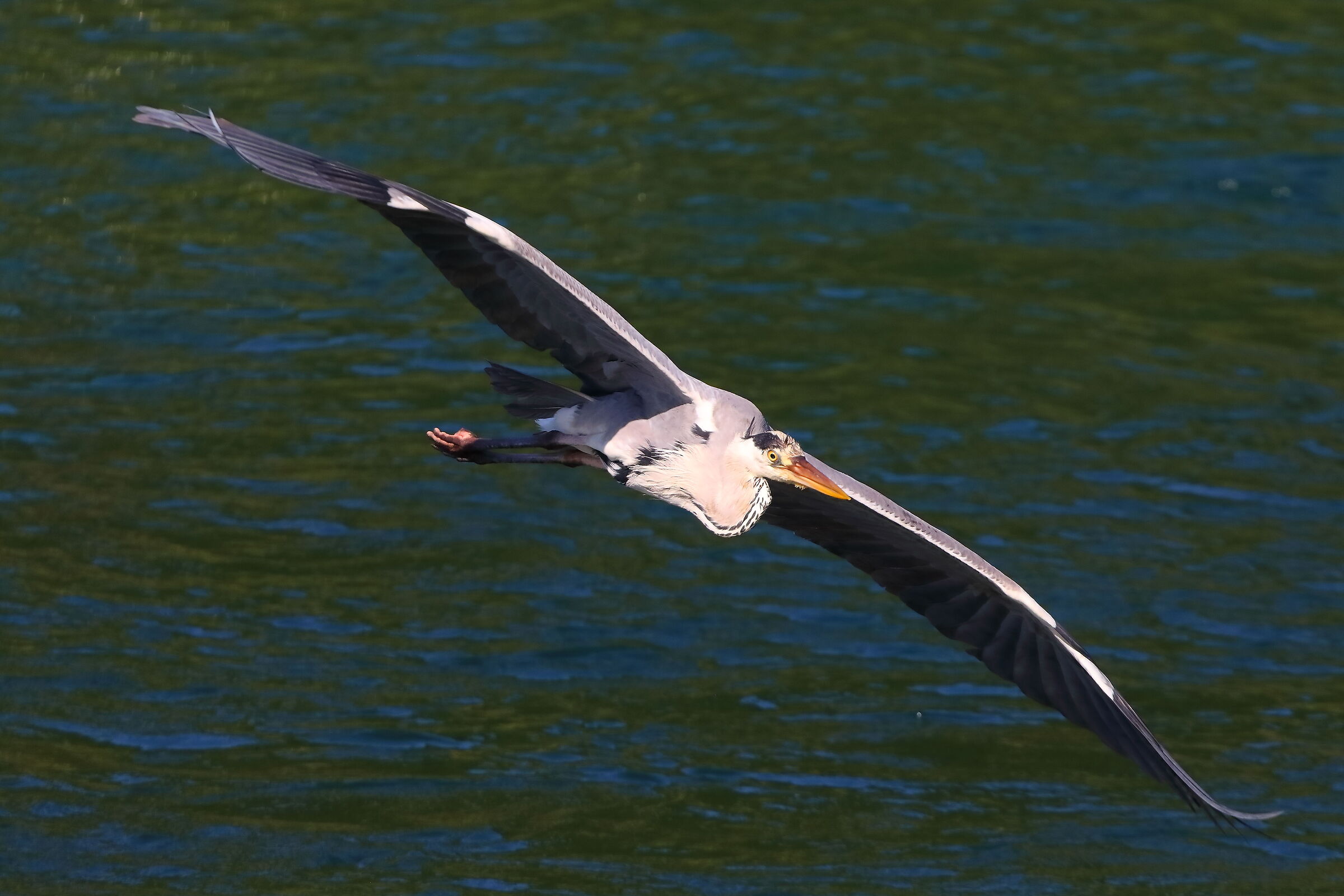 Cenerino 10 luglio 2025 - 0166
