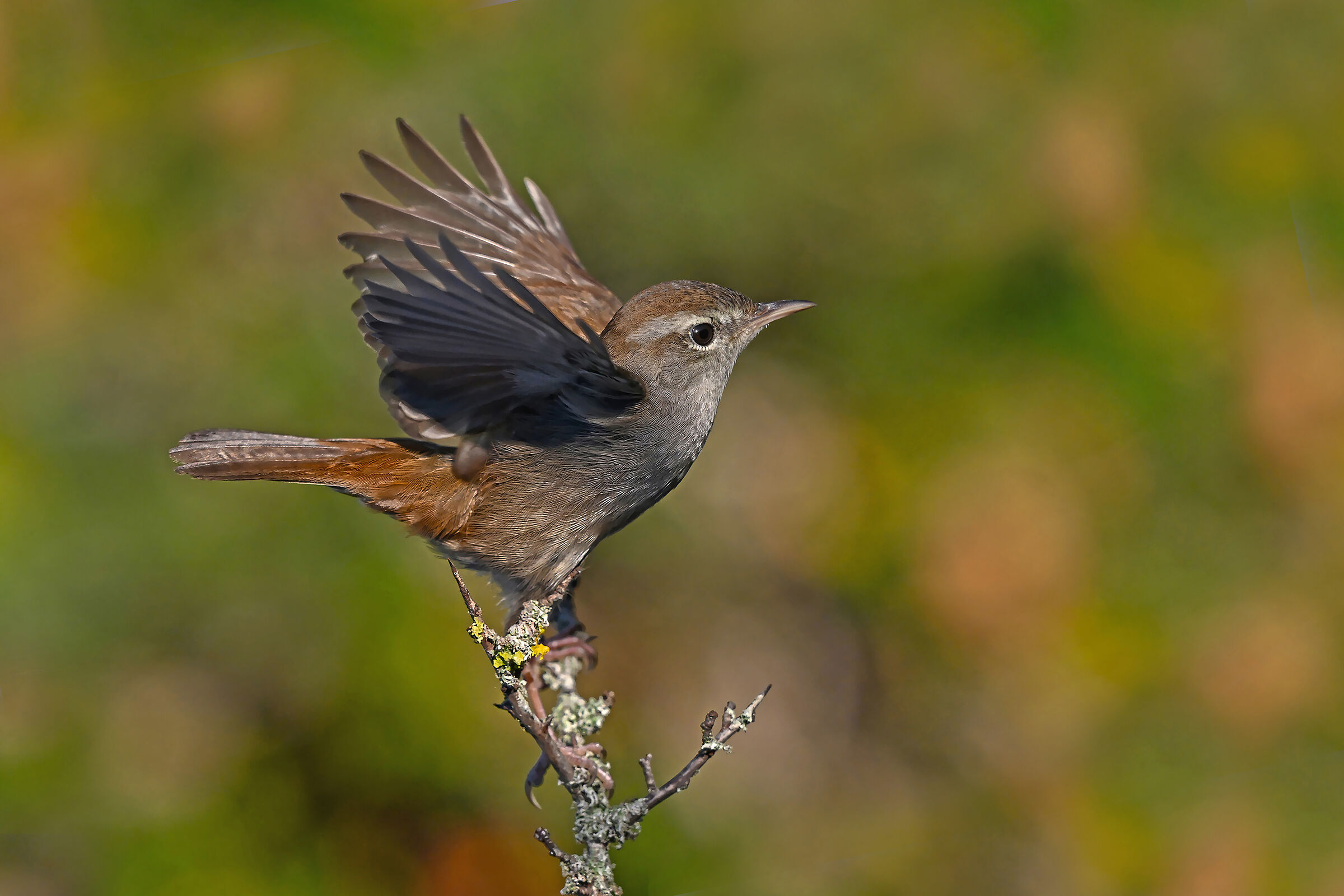 Feather Stories 7 (River Nightingale)