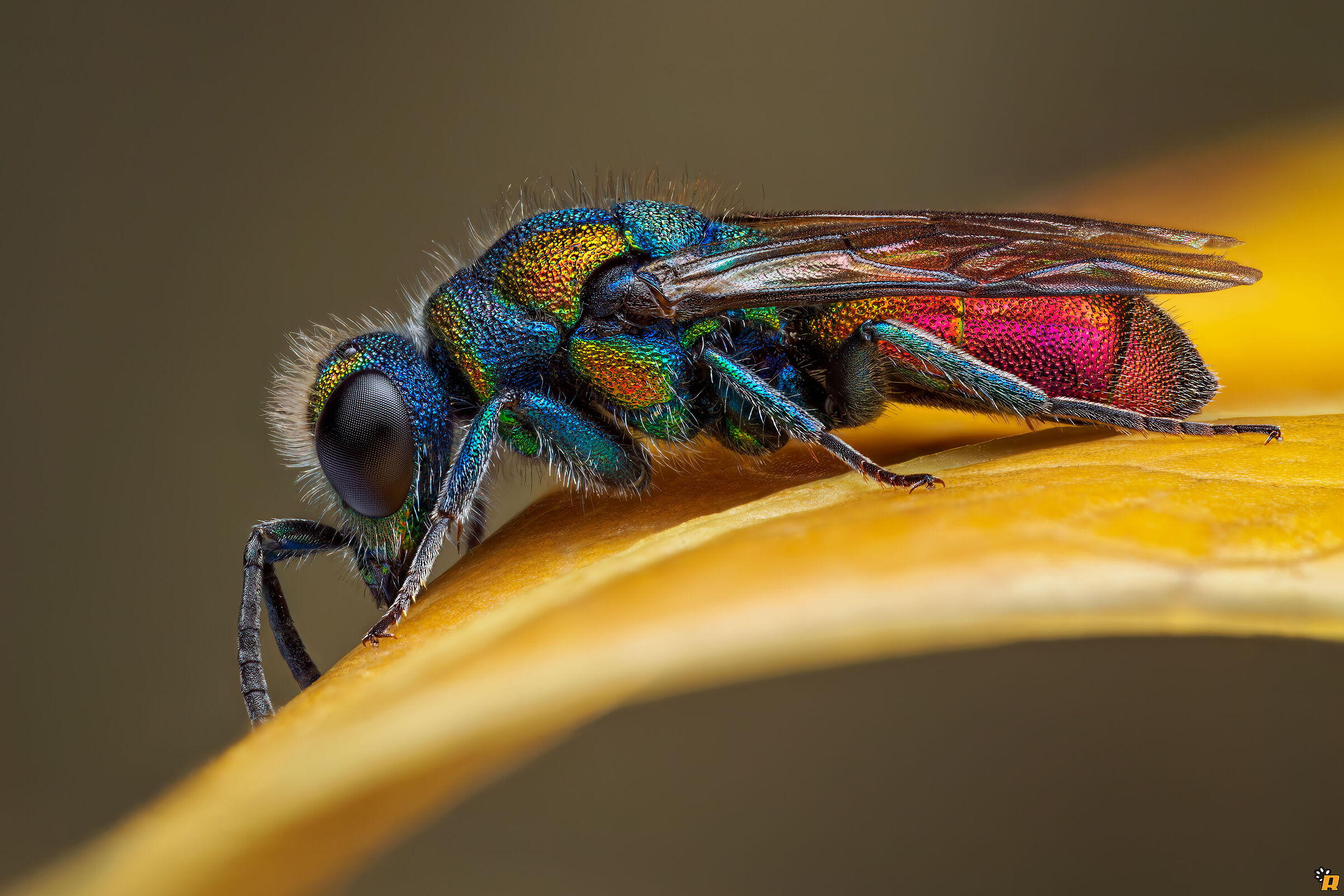 Chrysididae