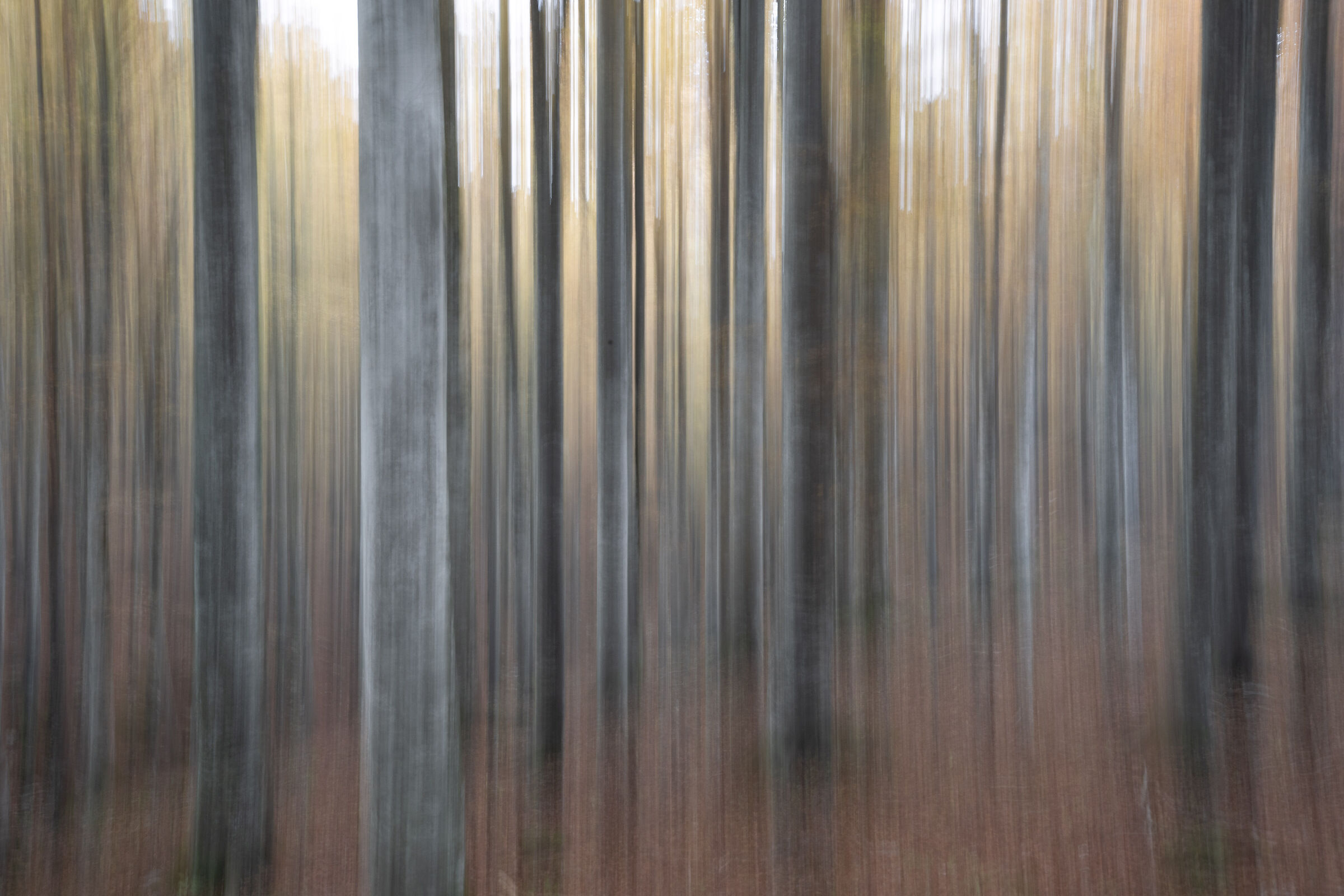 Beech forest