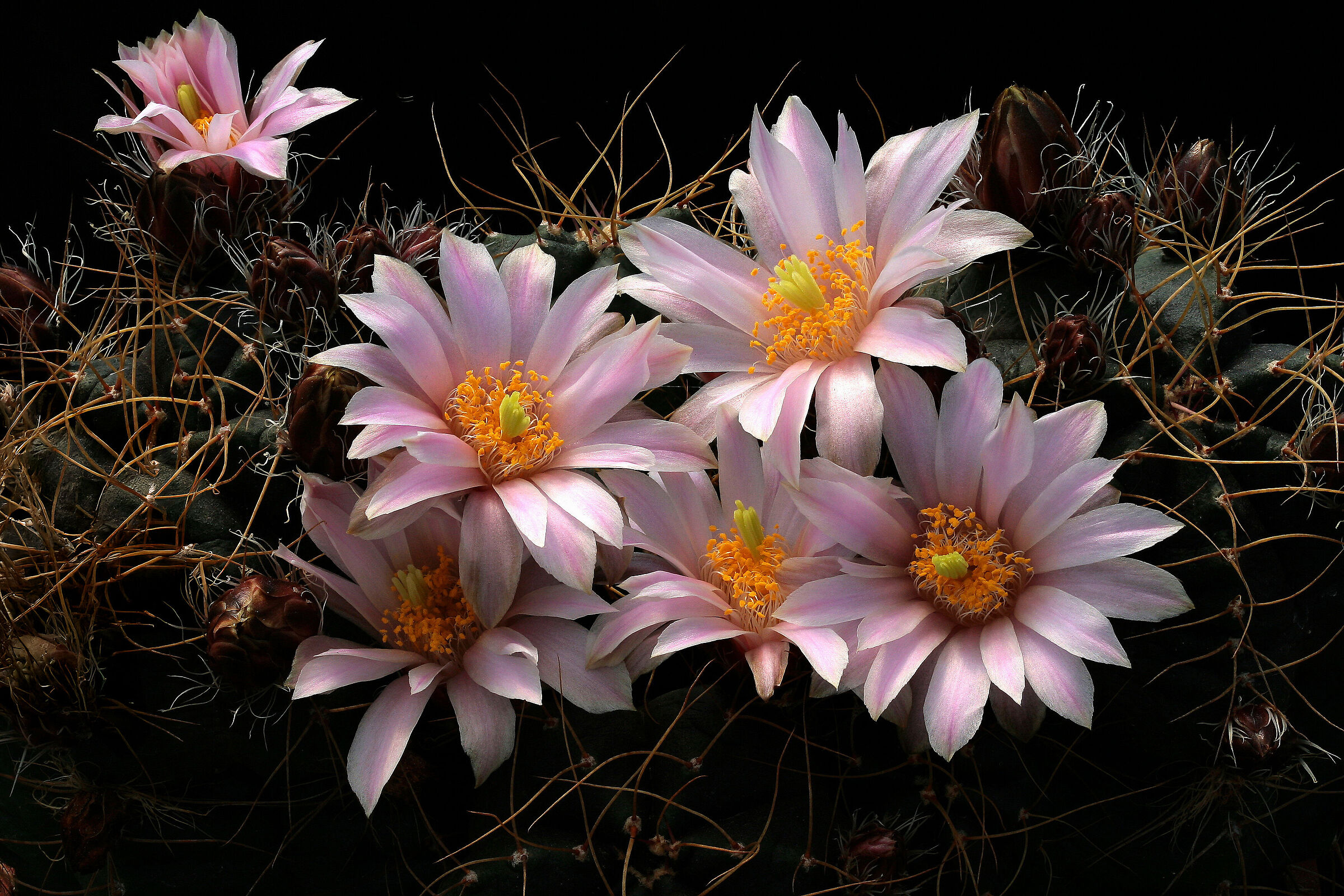 Echinocereus knippelianus
