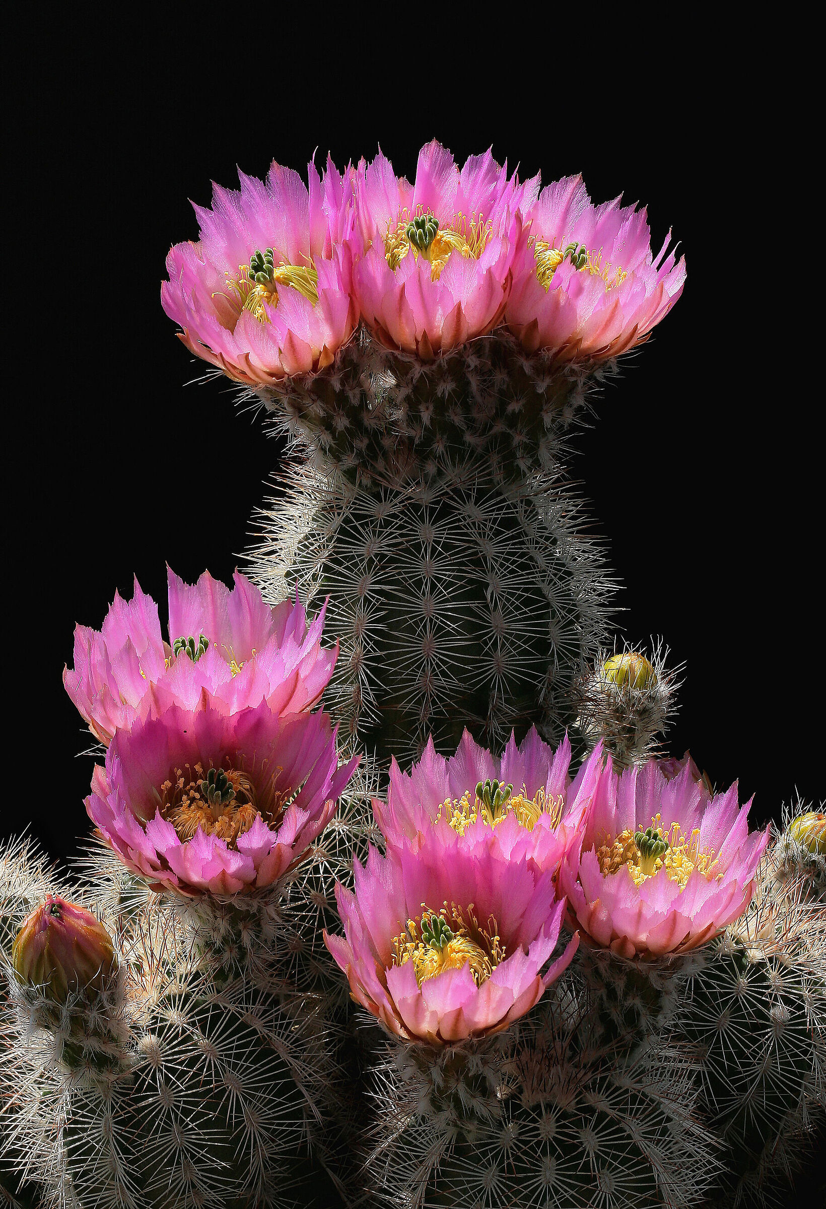 Echinocereus albispinus