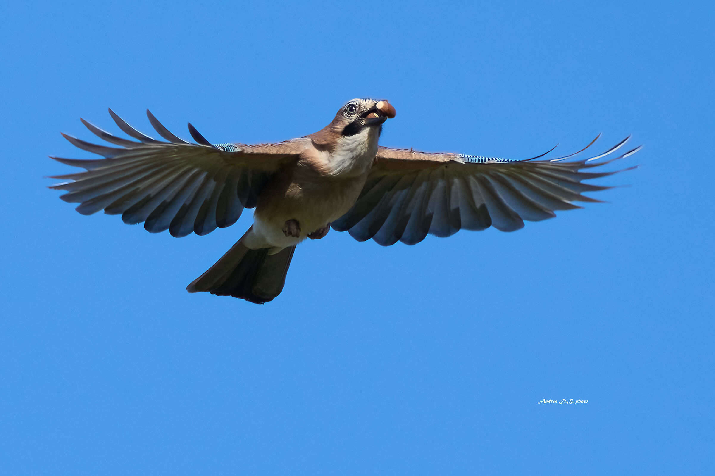 Jay