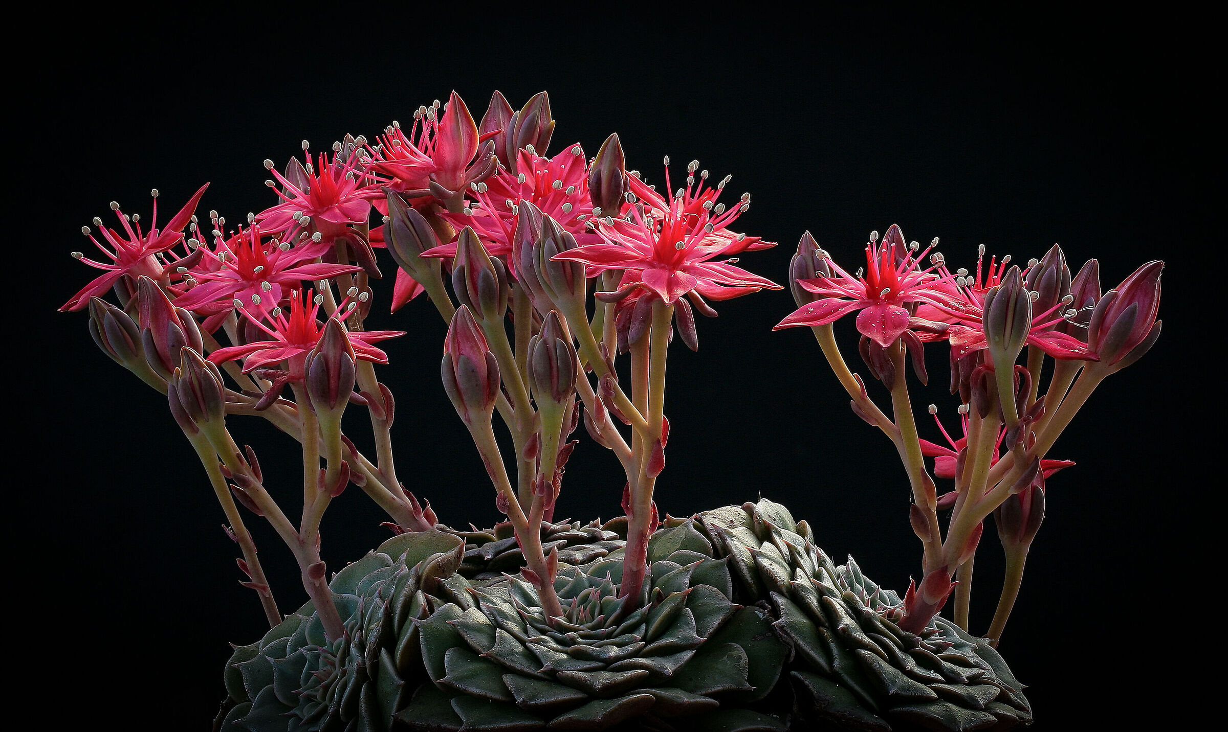 Tacitus bellus syn. Graptopetalum bellum