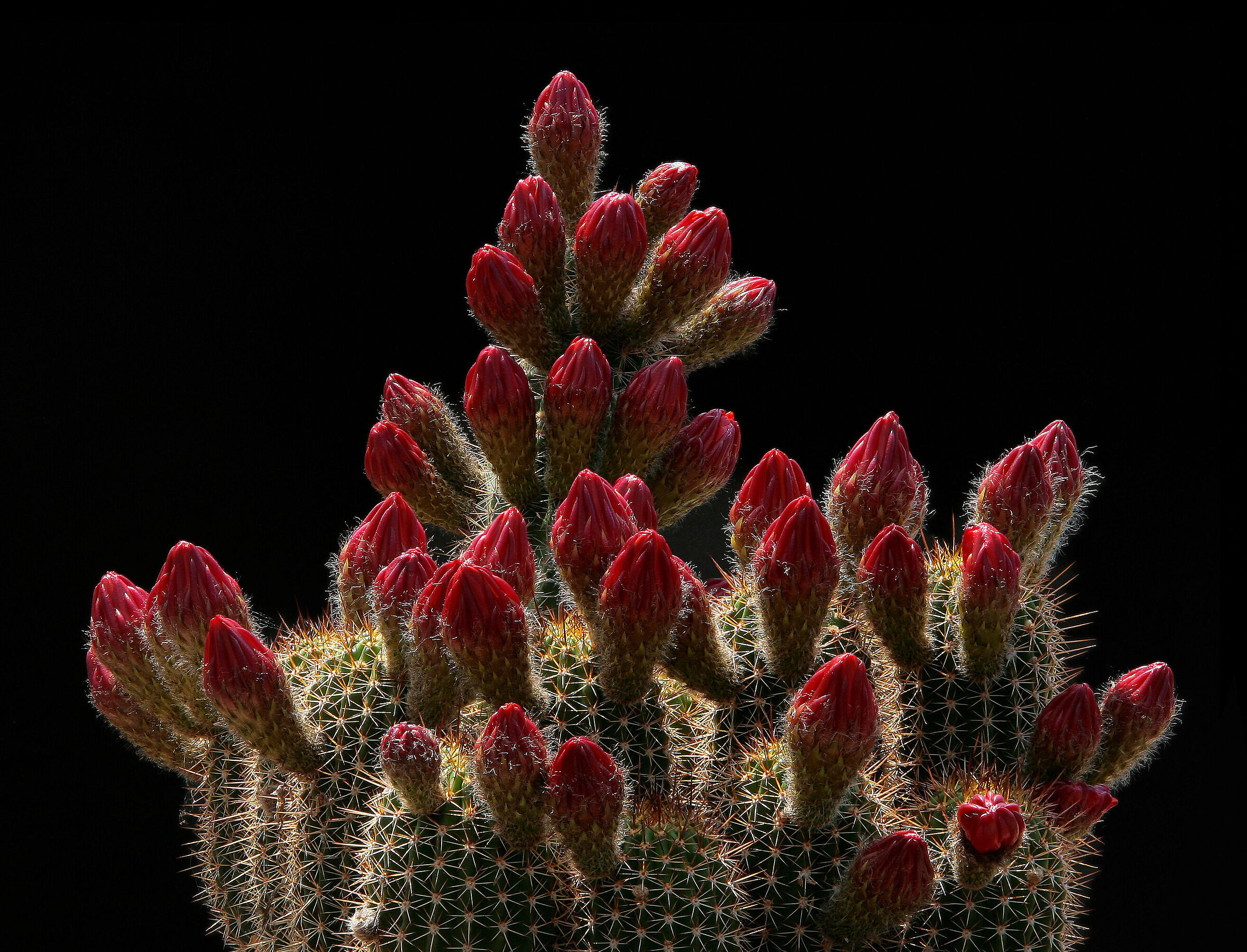 Boccioli di Echinopsis huascha