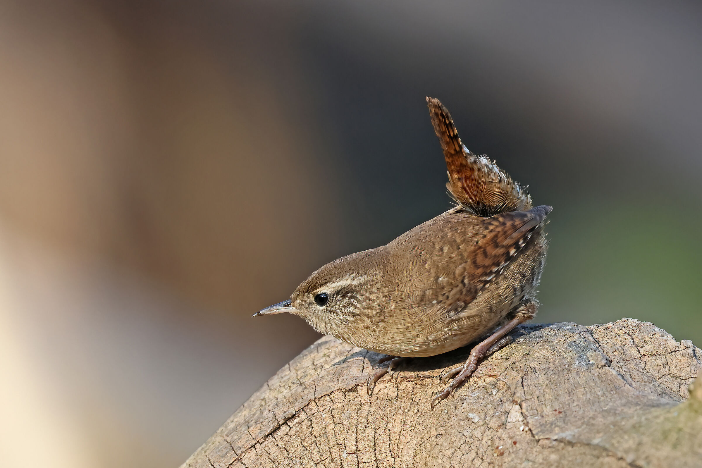 suspicious wren