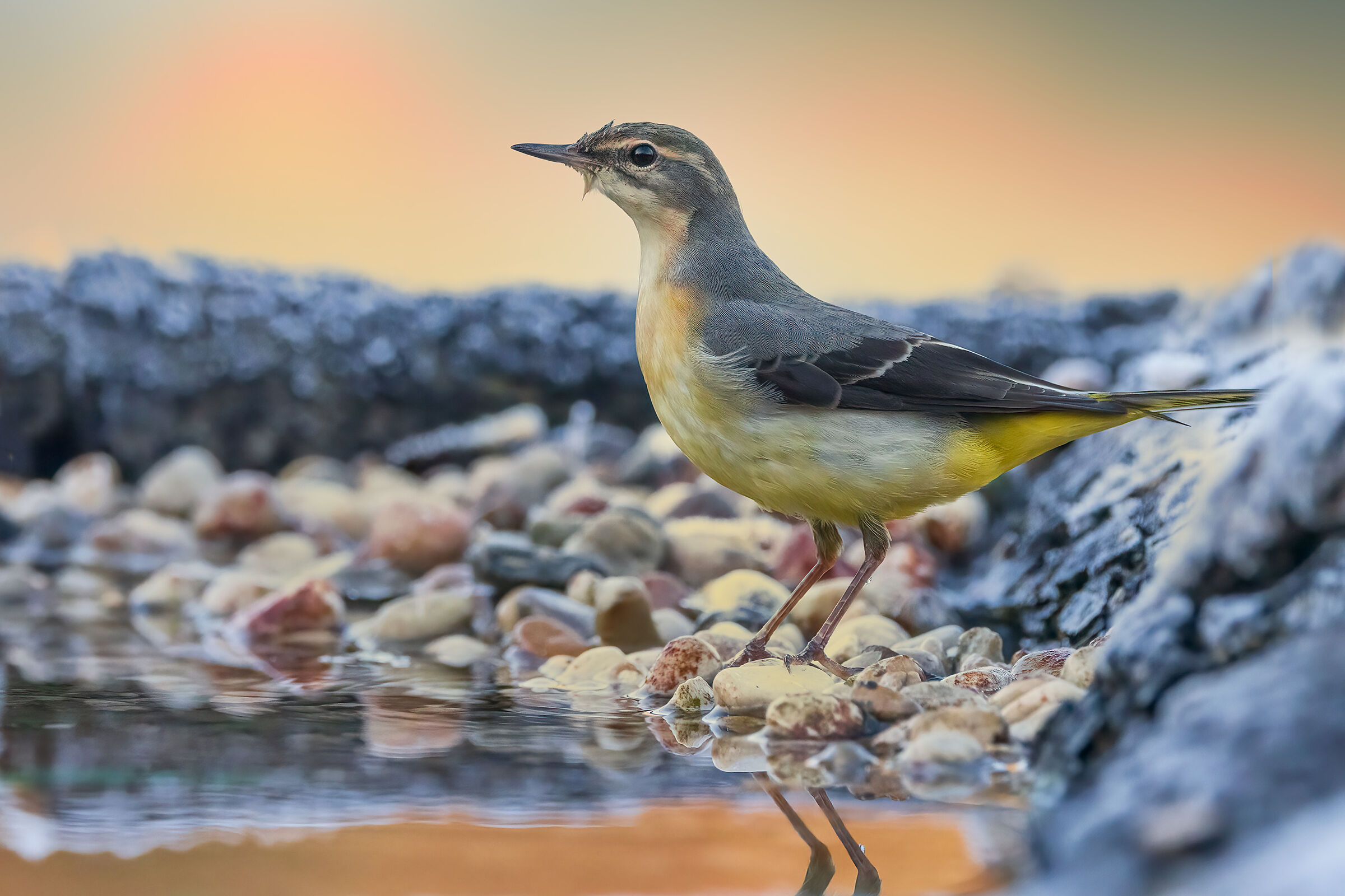 Grey wagtail