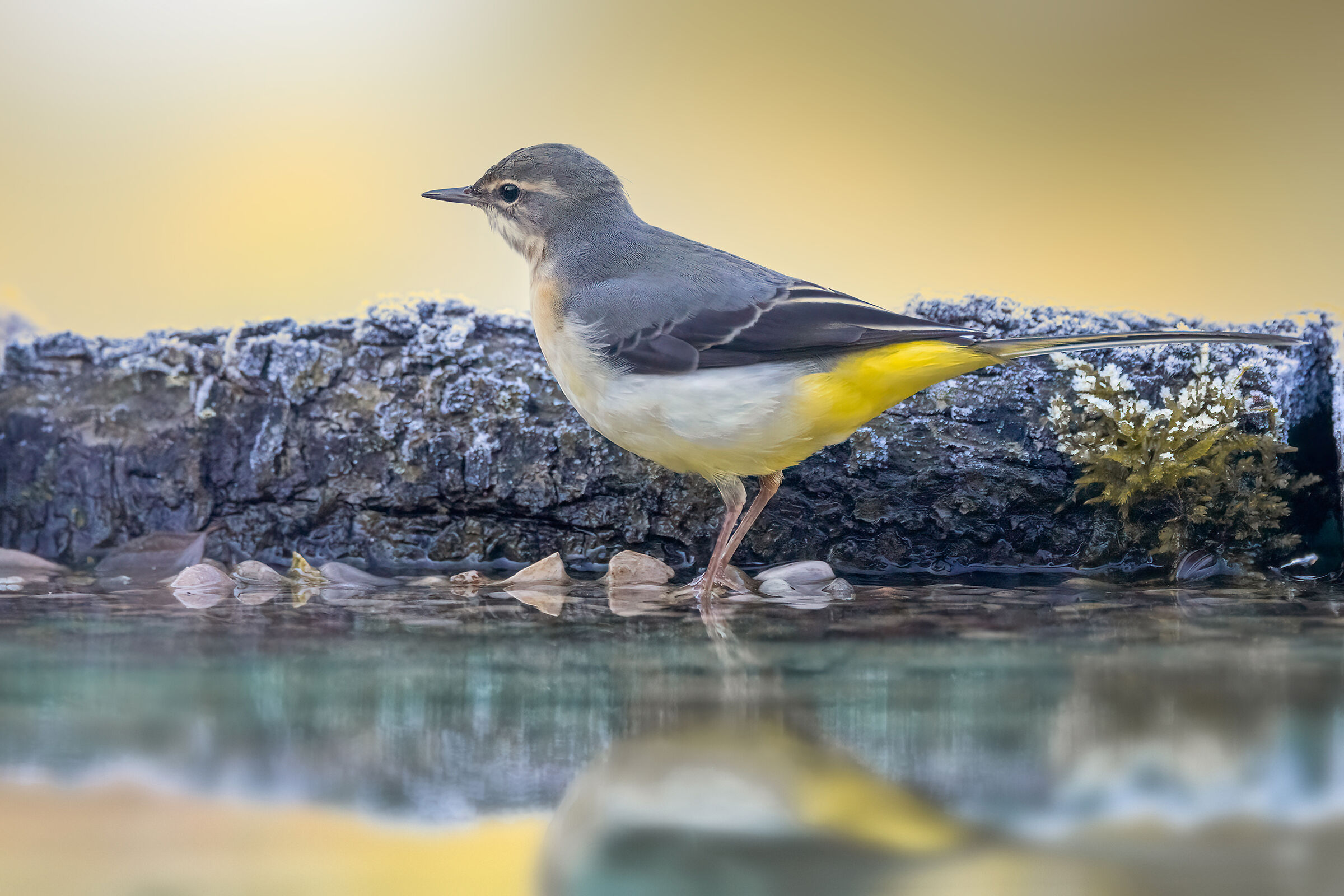 Grey wagtail