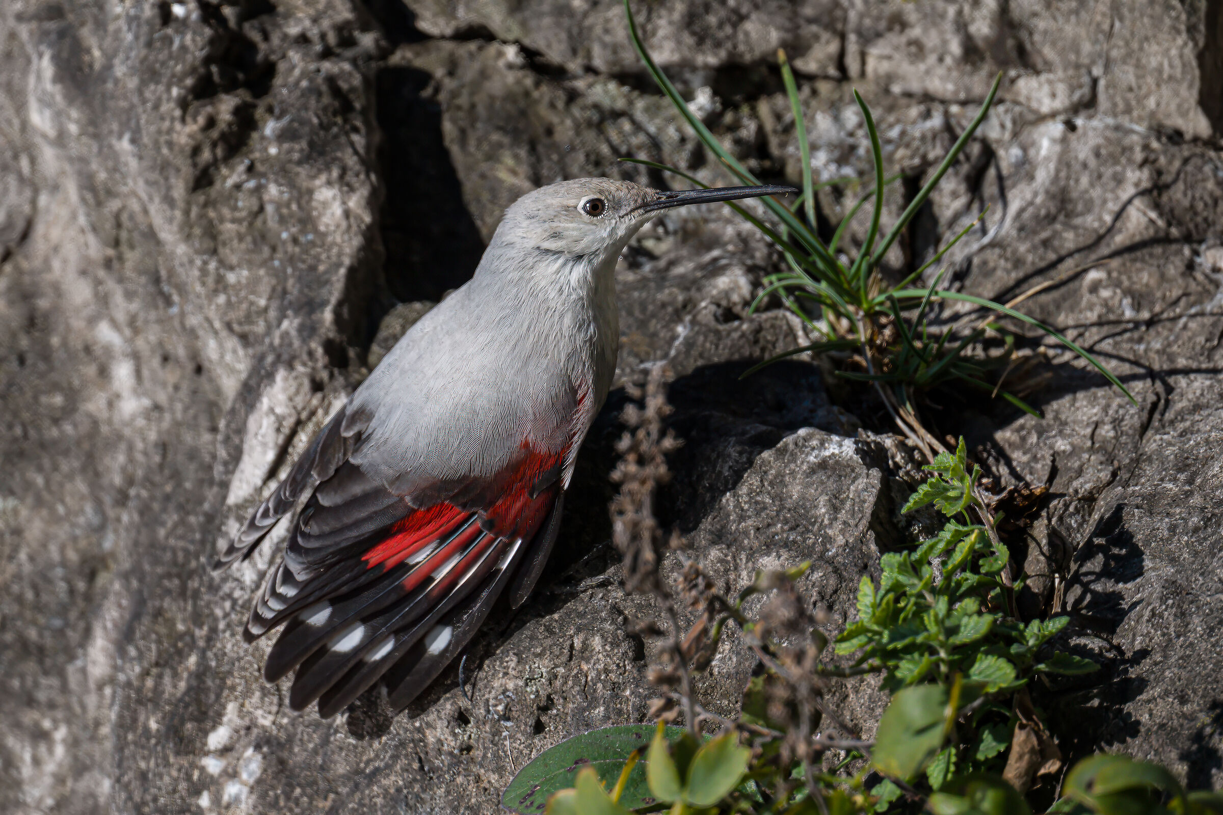 Wallcreeper
