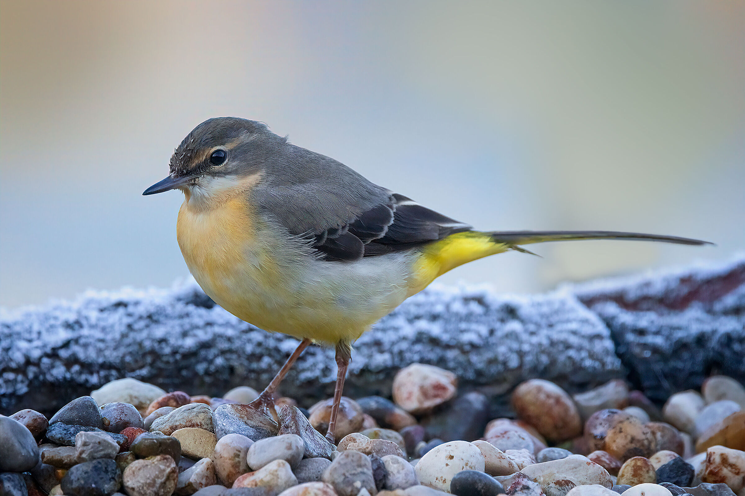 Grey wagtail