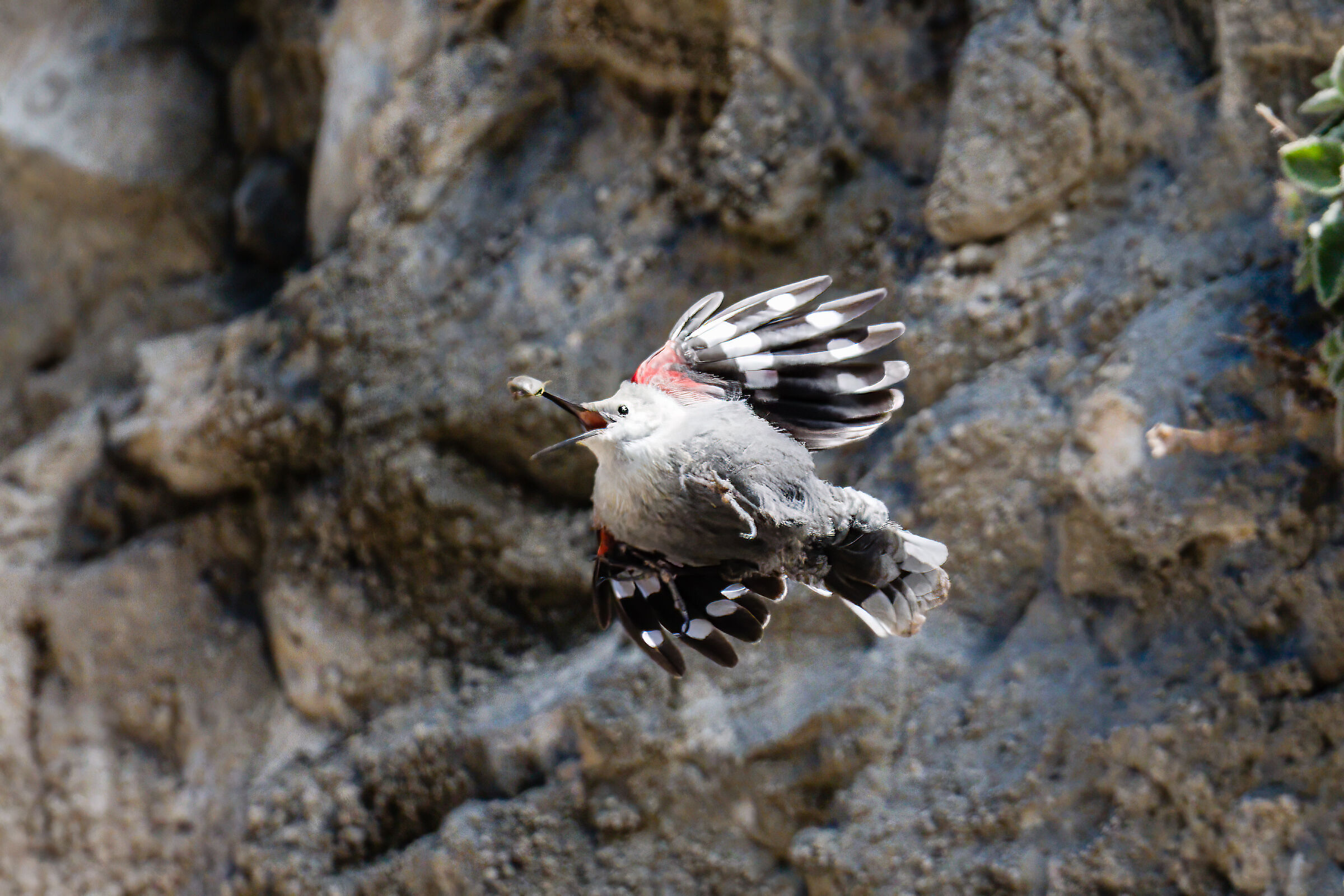 Wallcreeper with prey